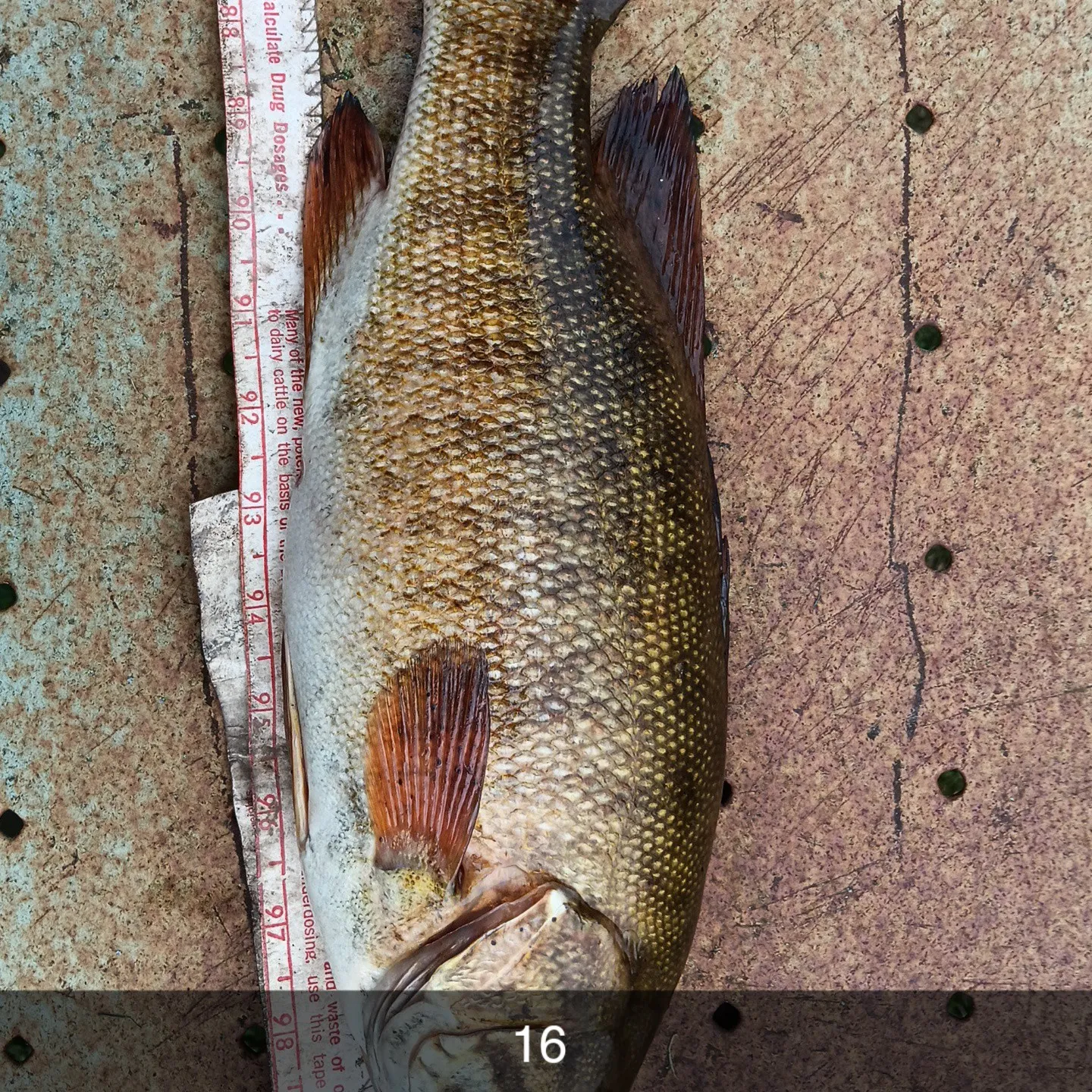 recently logged catches