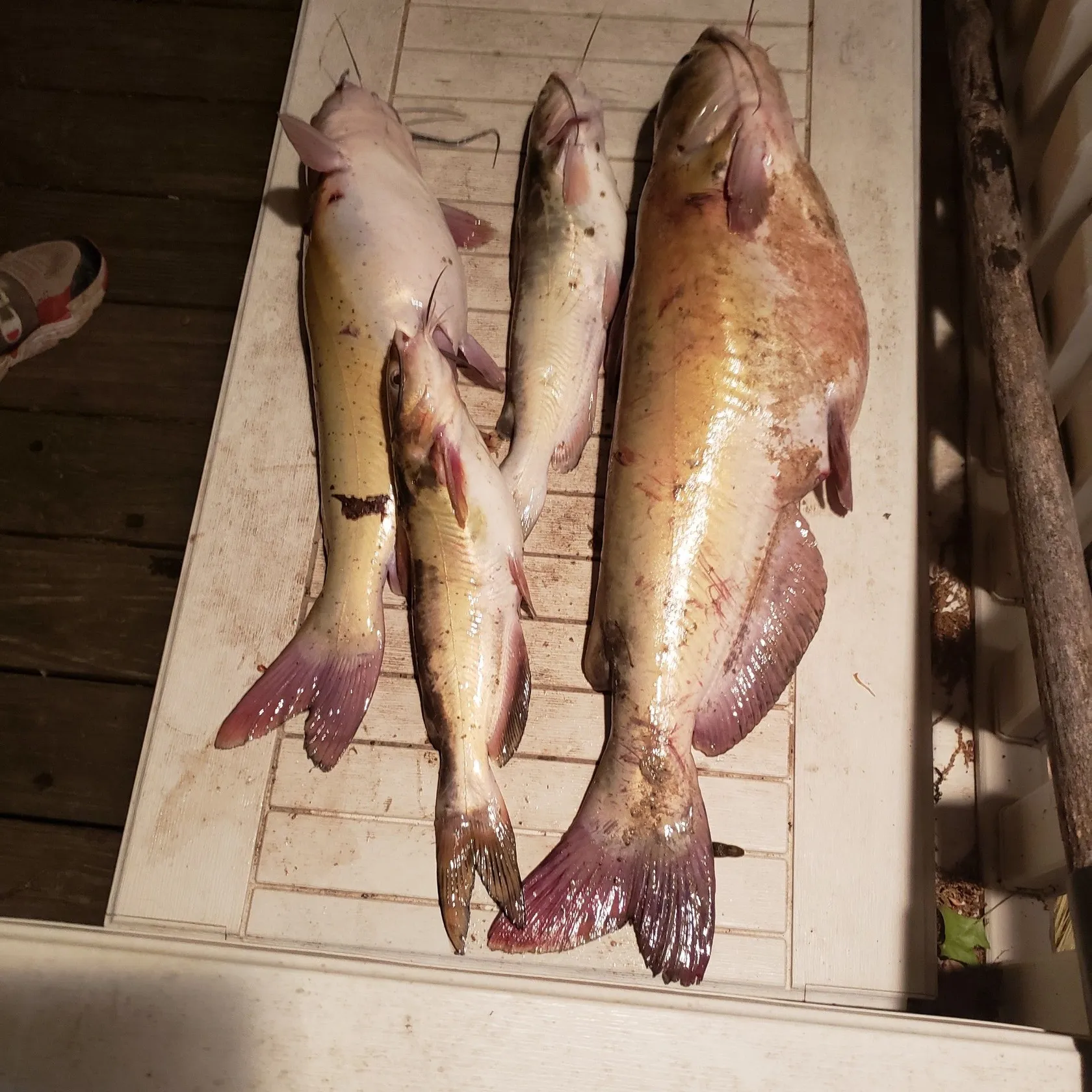 recently logged catches