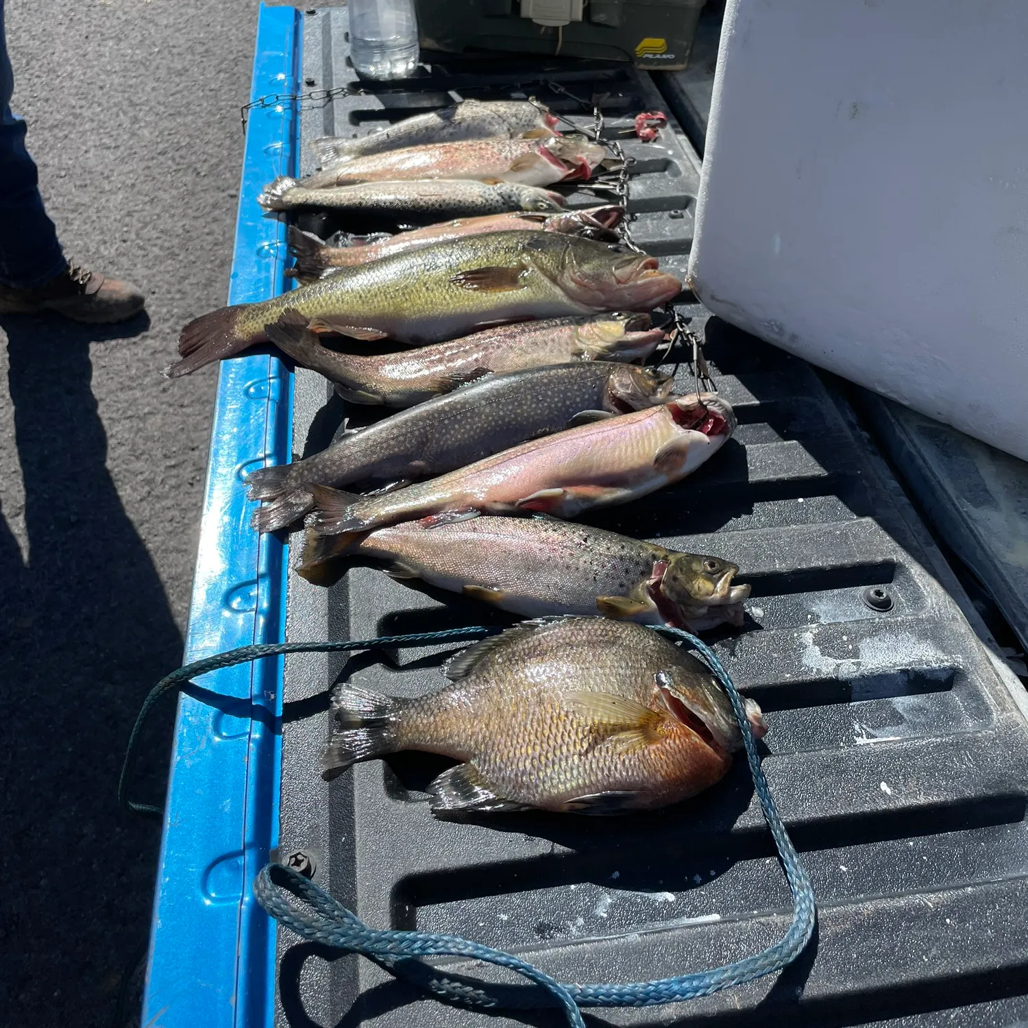 recently logged catches