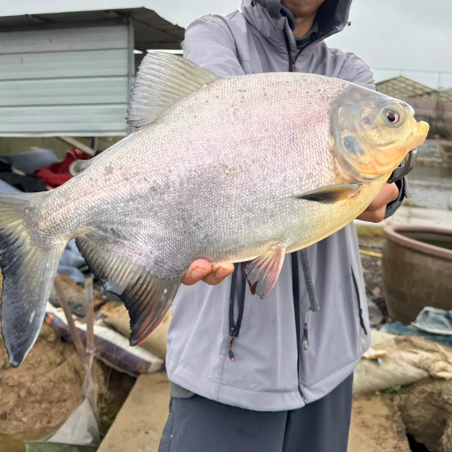 The most popular recent Red-bellied pacu catch on Fishbrain