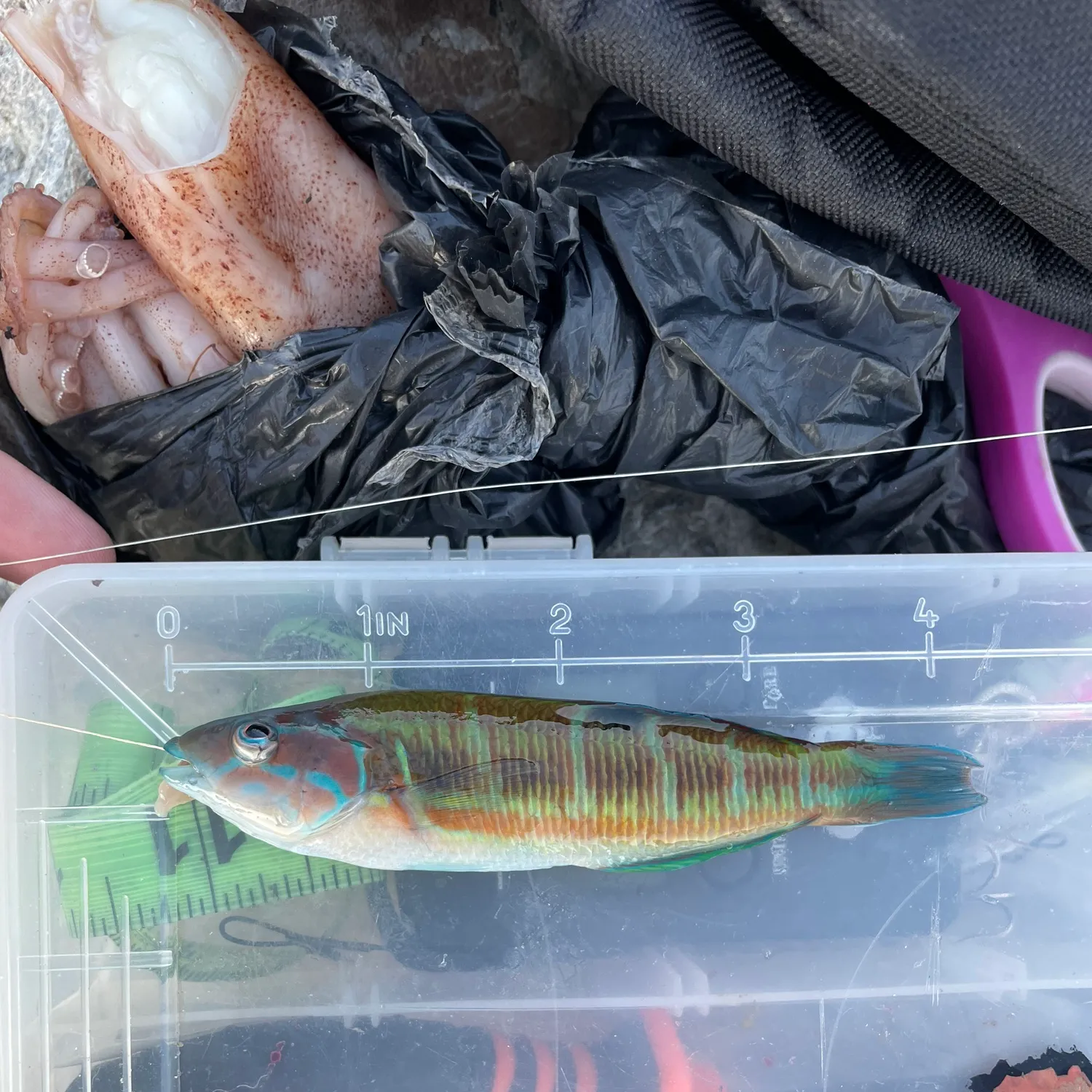 The most popular recent Ornate wrasse catch on Fishbrain