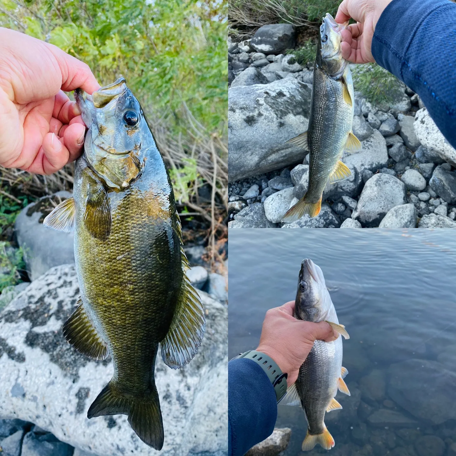 recently logged catches