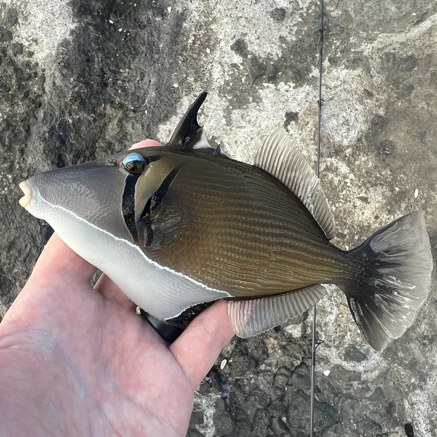 The most popular recent Boomerang triggerfish catch on Fishbrain