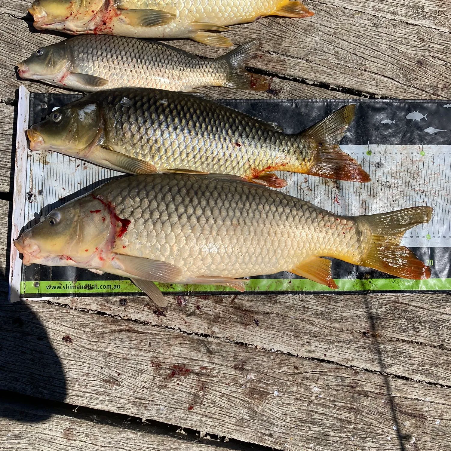 recently logged catches