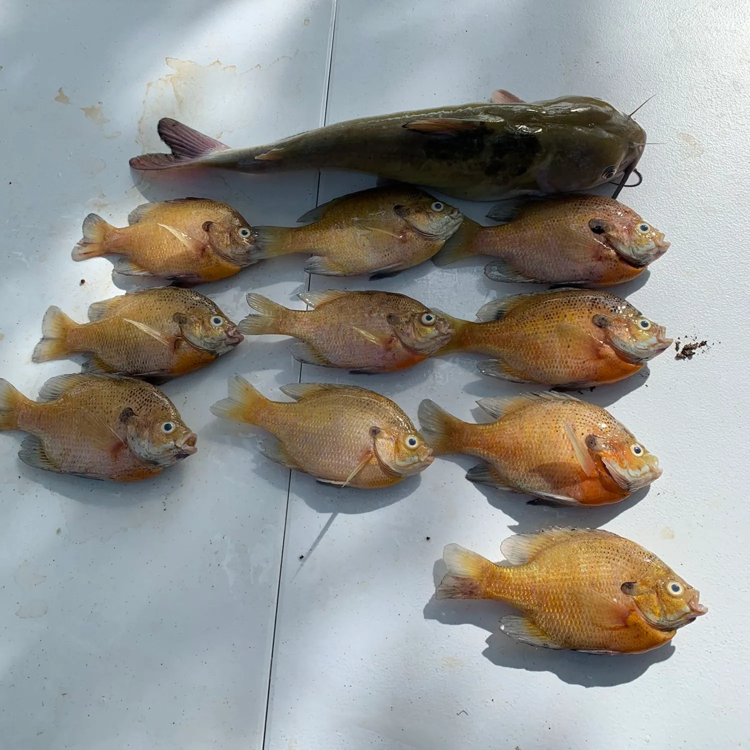 recently logged catches