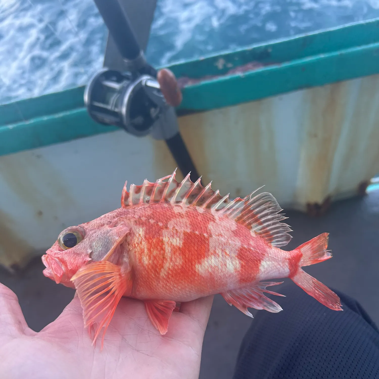 The most popular recent Blackbelly rosefish catch on Fishbrain