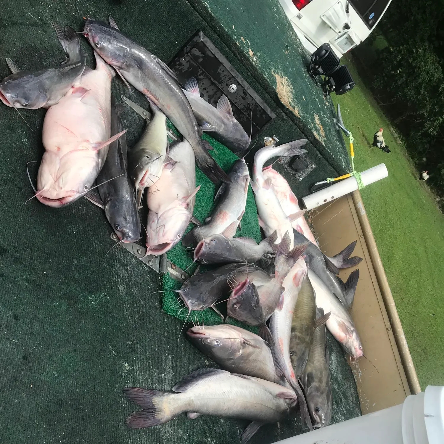 recently logged catches