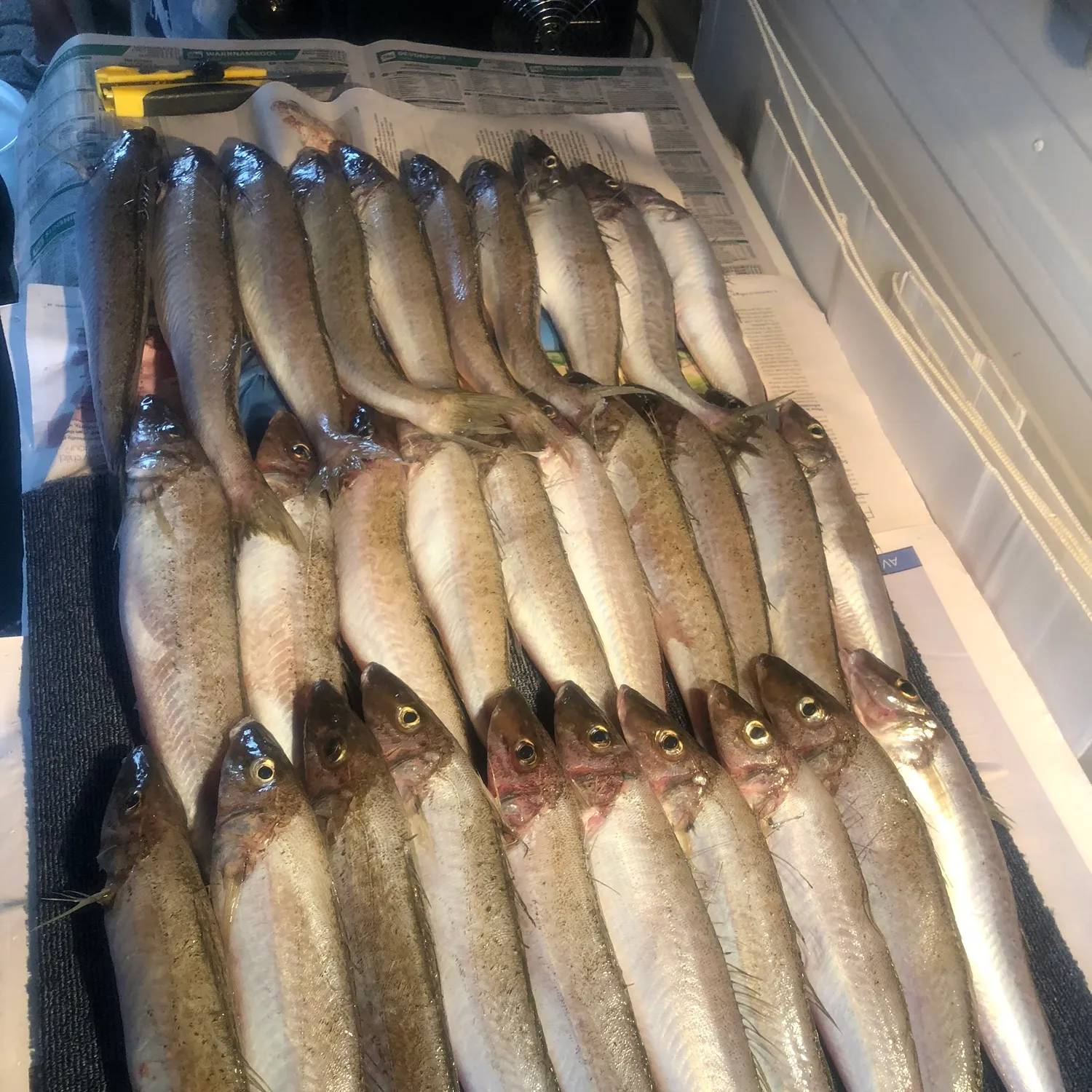 recently logged catches