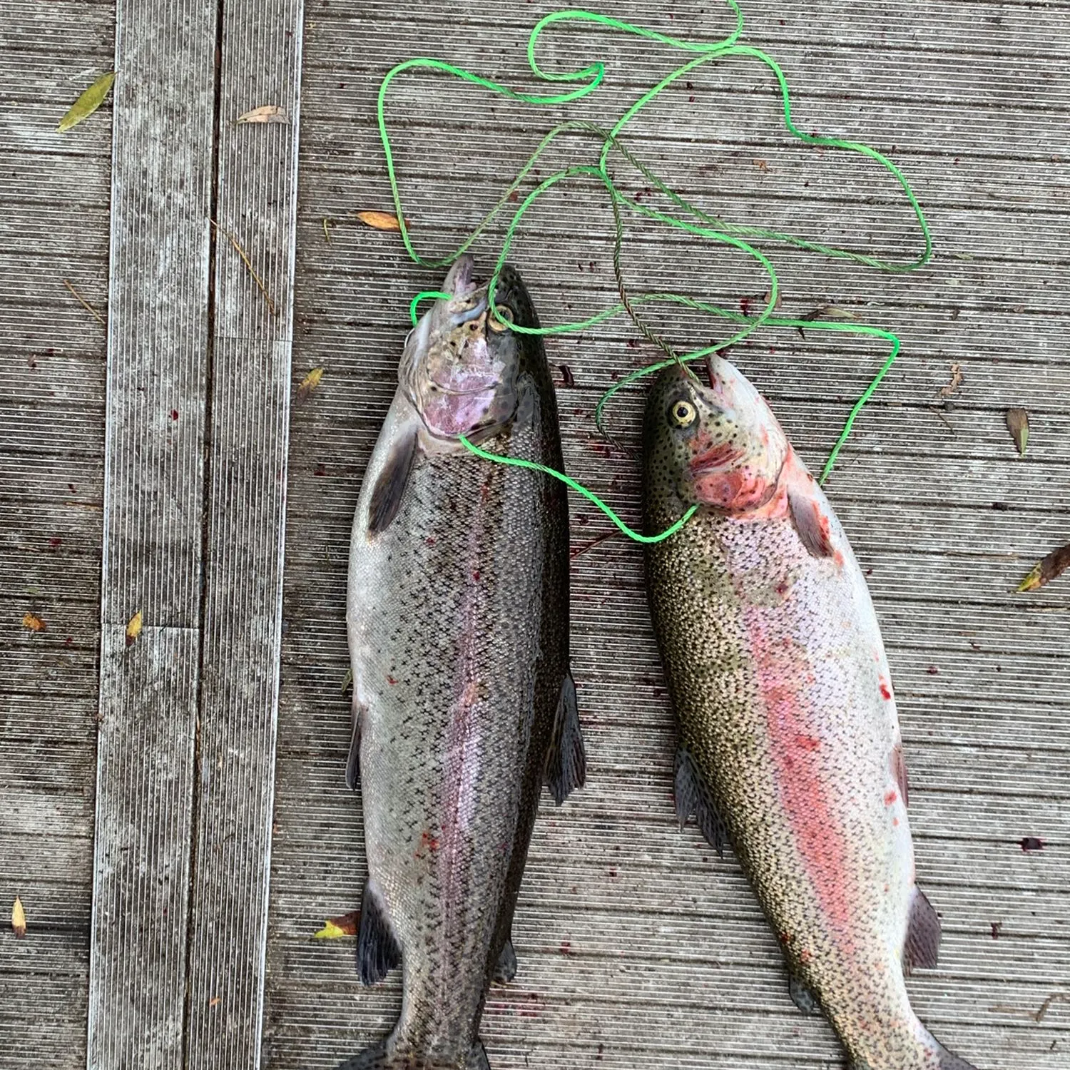 recently logged catches