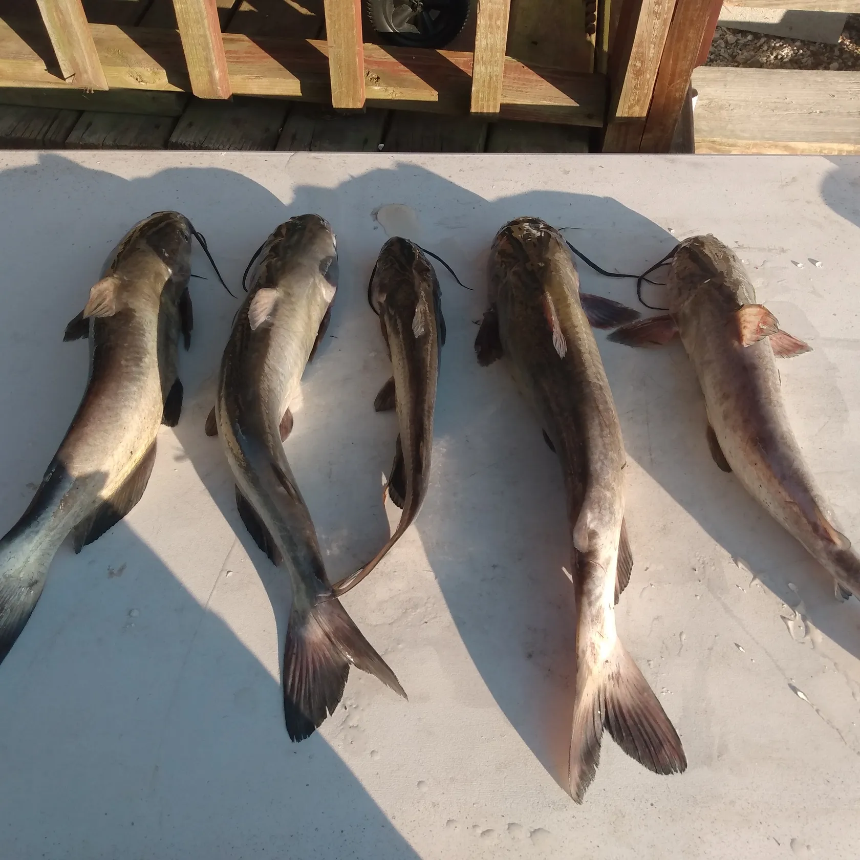 recently logged catches