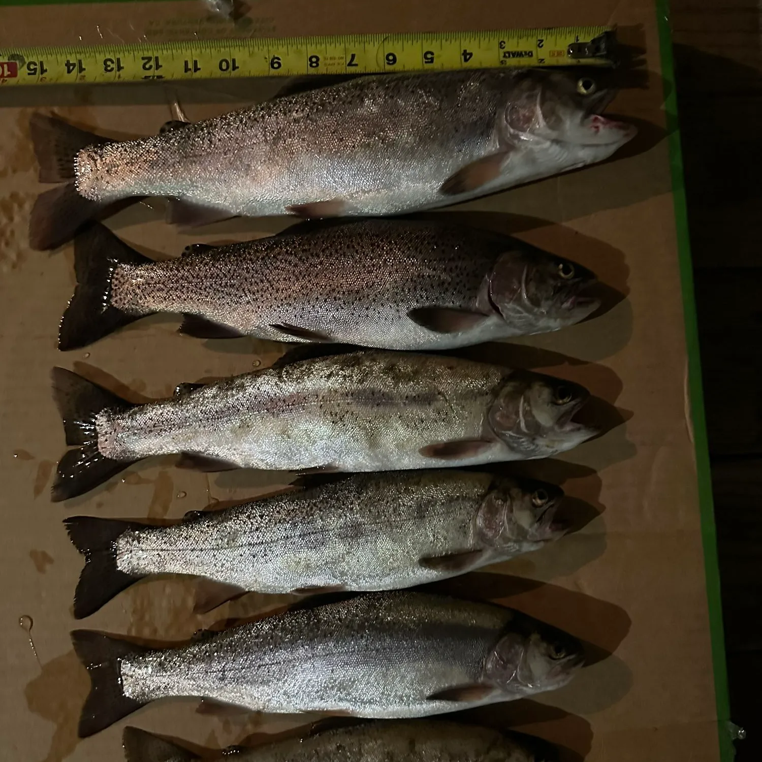 recently logged catches