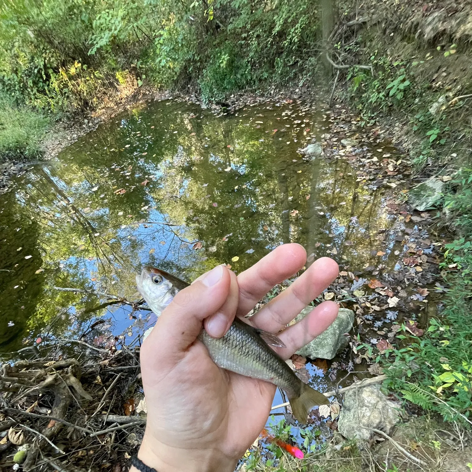 The most popular recent Eastern silvery minnow catch on Fishbrain