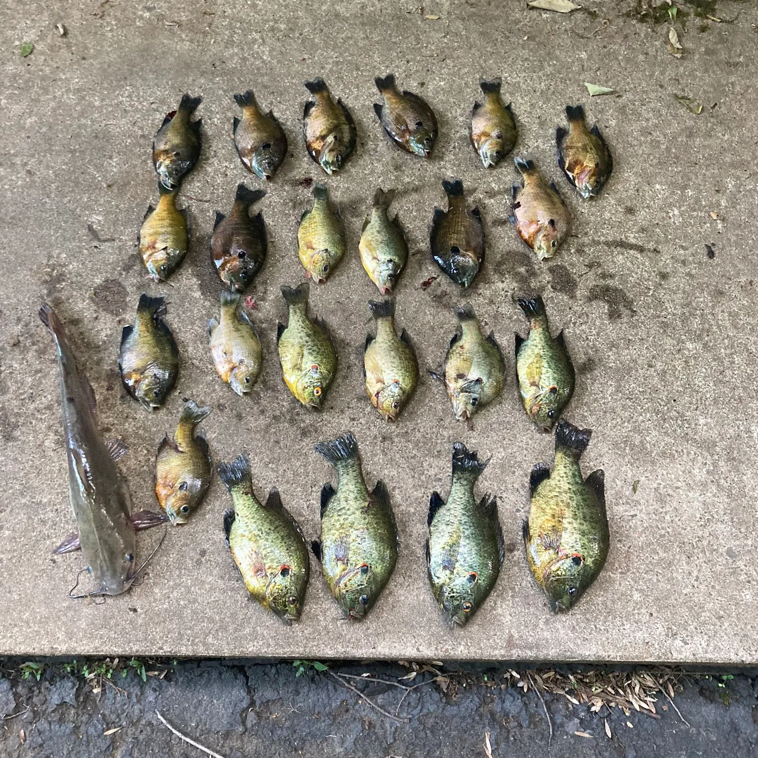 recently logged catches