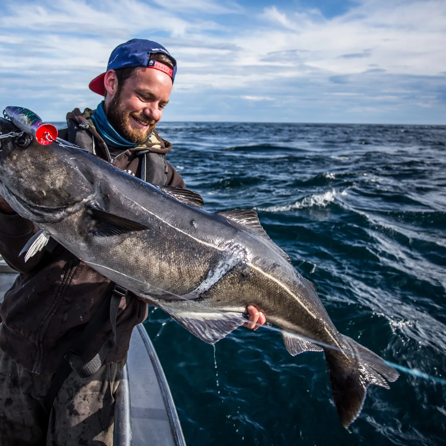 The most popular recent Atlantic pollock catch on Fishbrain