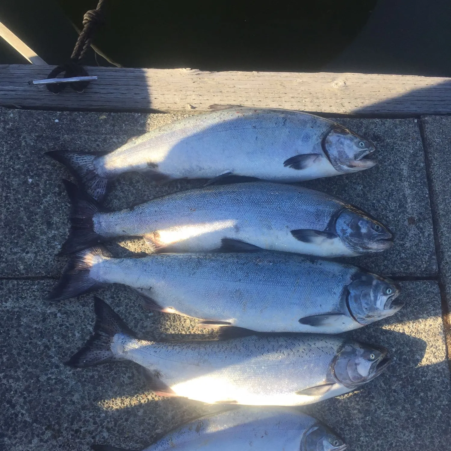 recently logged catches