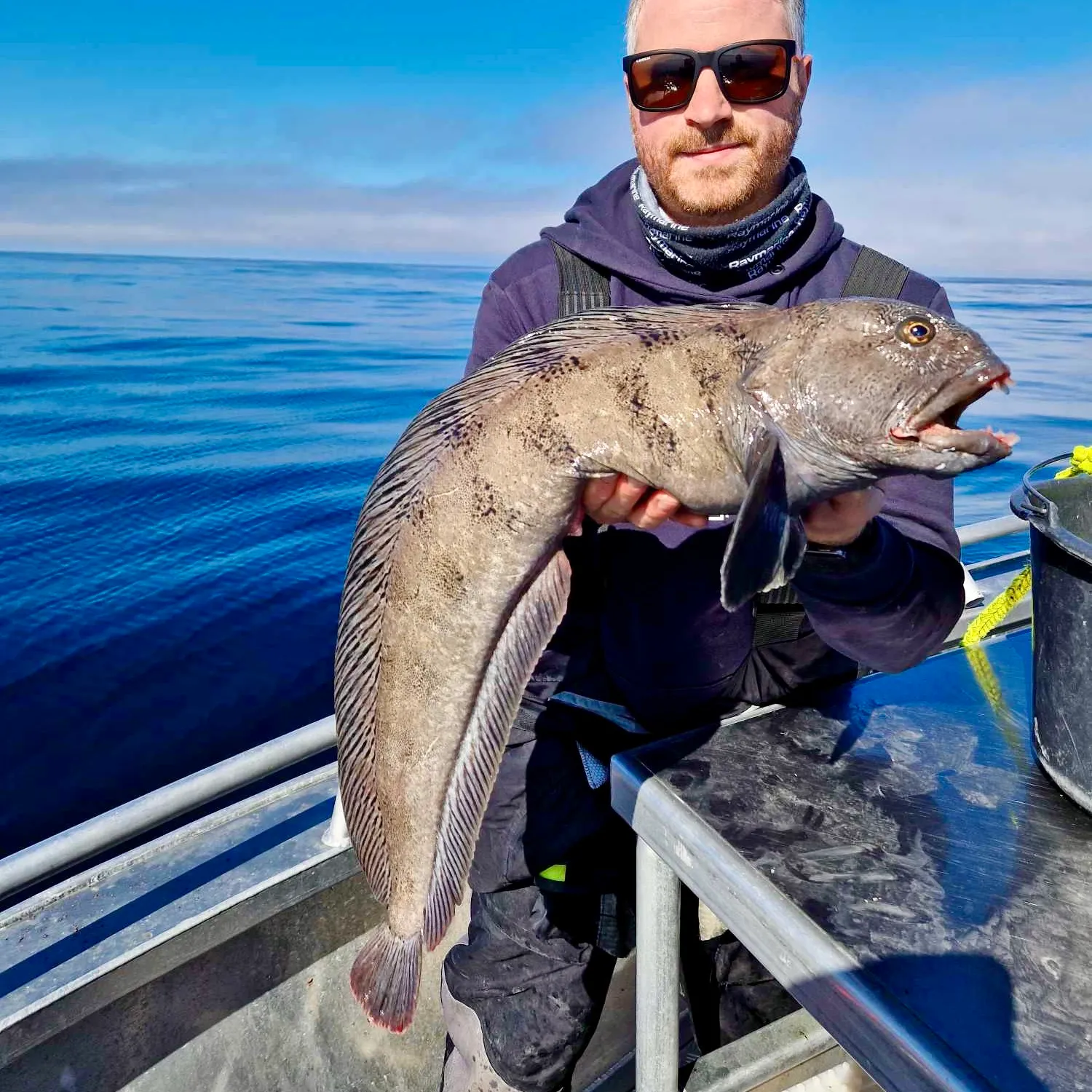 The most popular recent Atlantic wolffish catch on Fishbrain