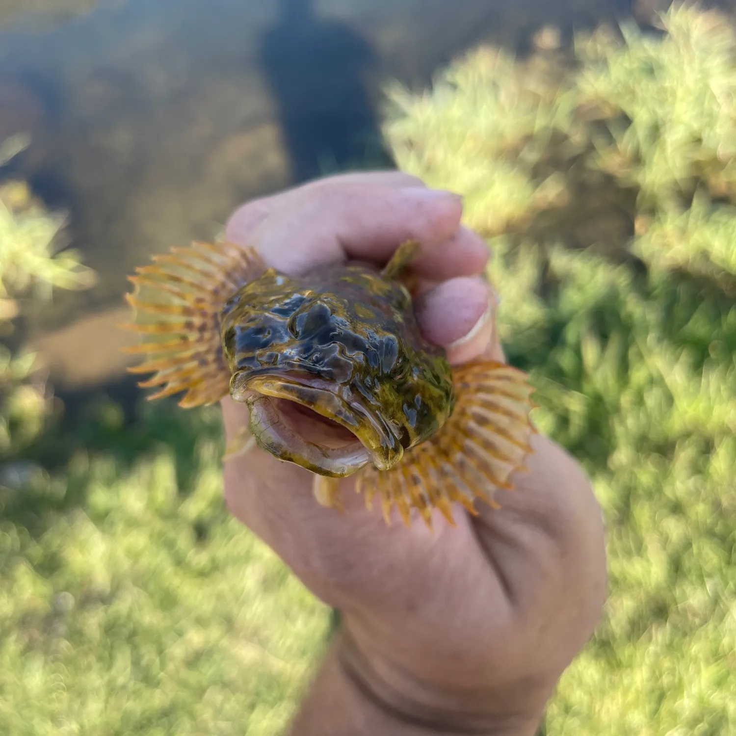 The most popular recent Grubby sculpin catch on Fishbrain