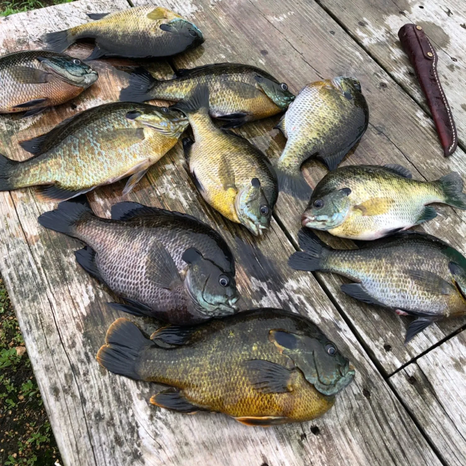 recently logged catches