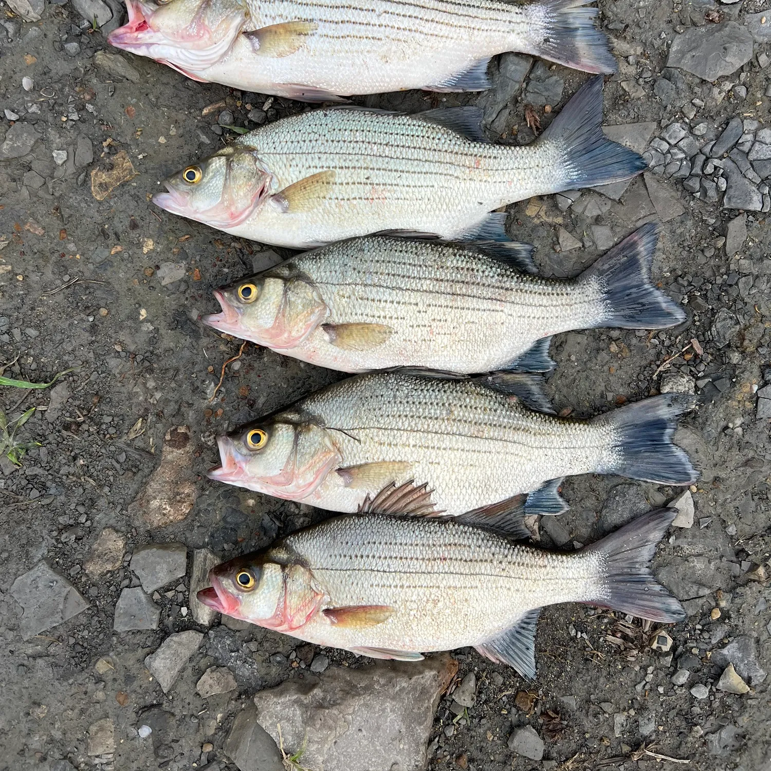 recently logged catches