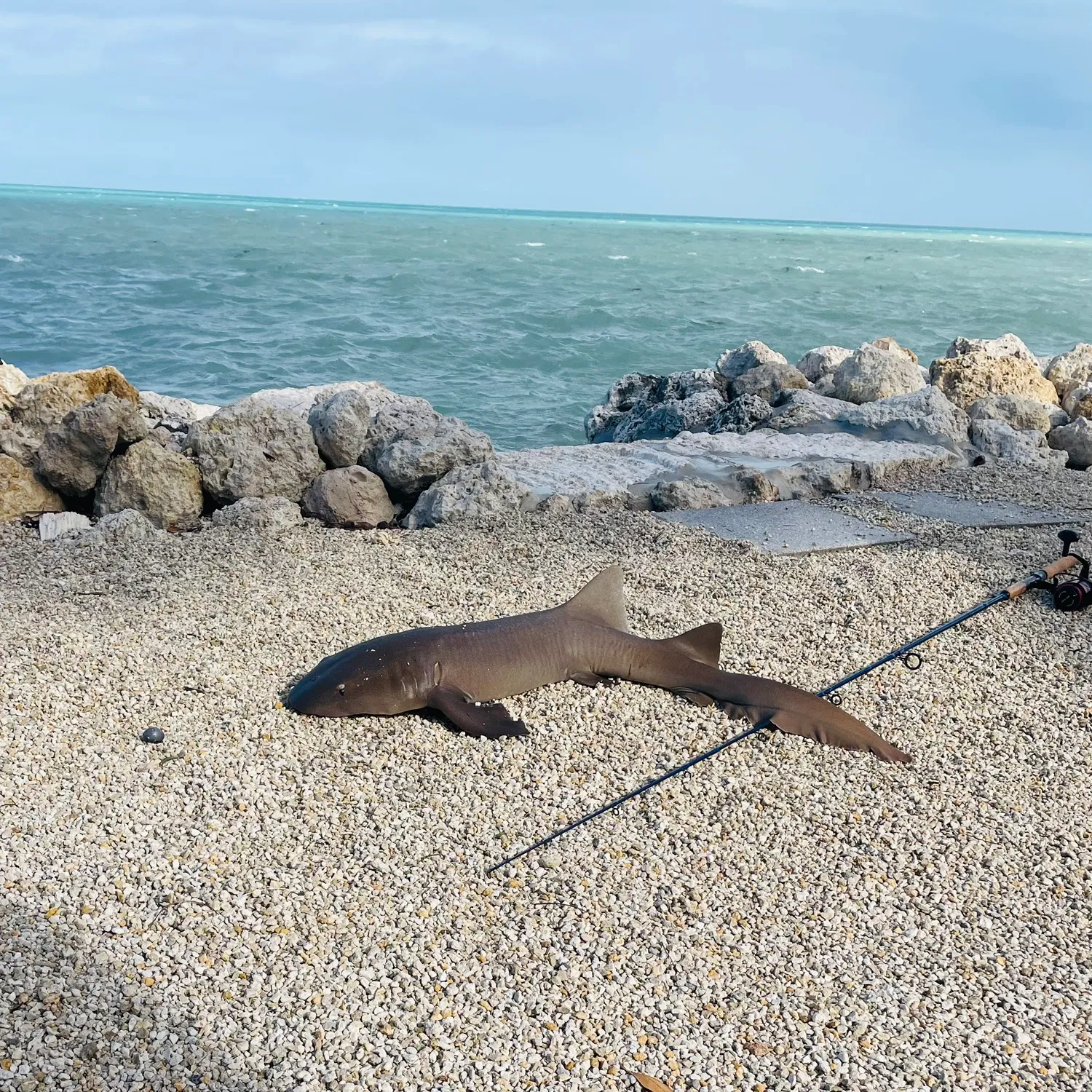 The most popular recent Nurse shark catch on Fishbrain