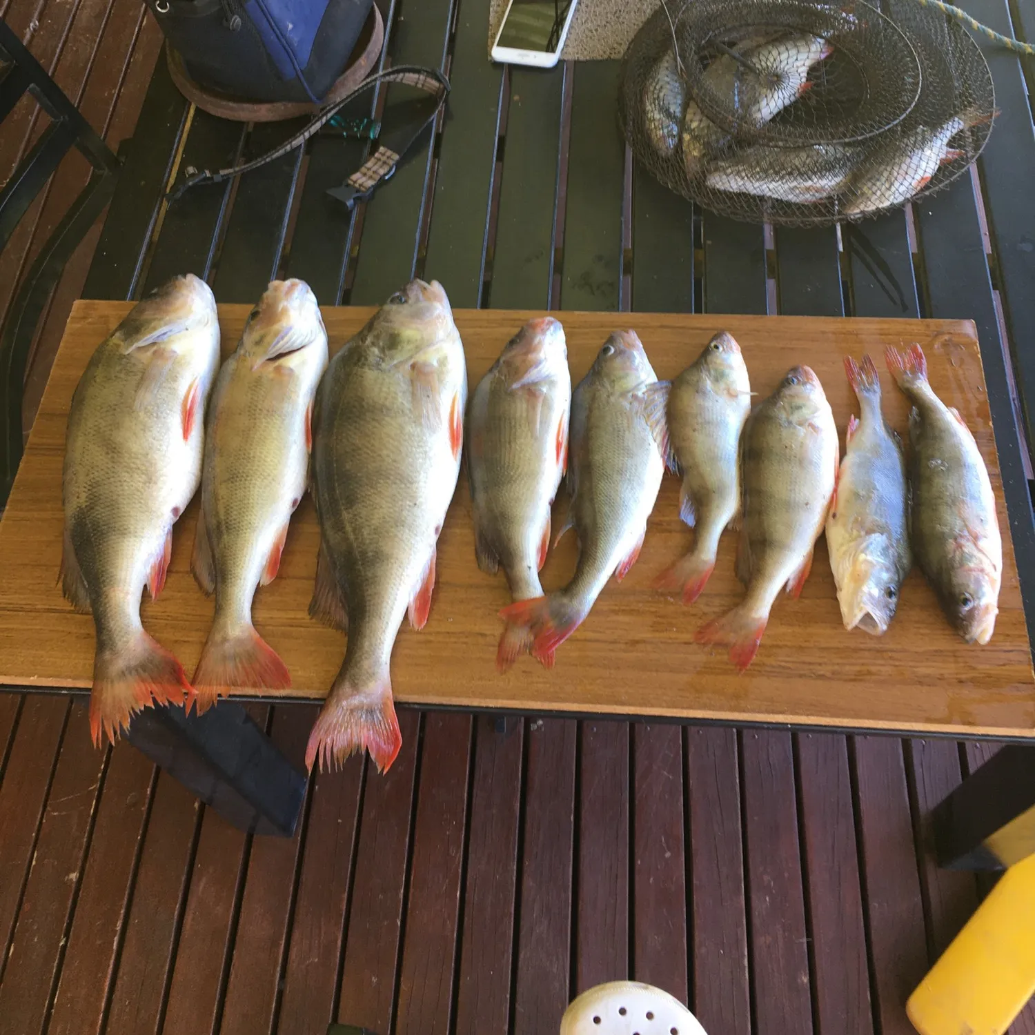 recently logged catches