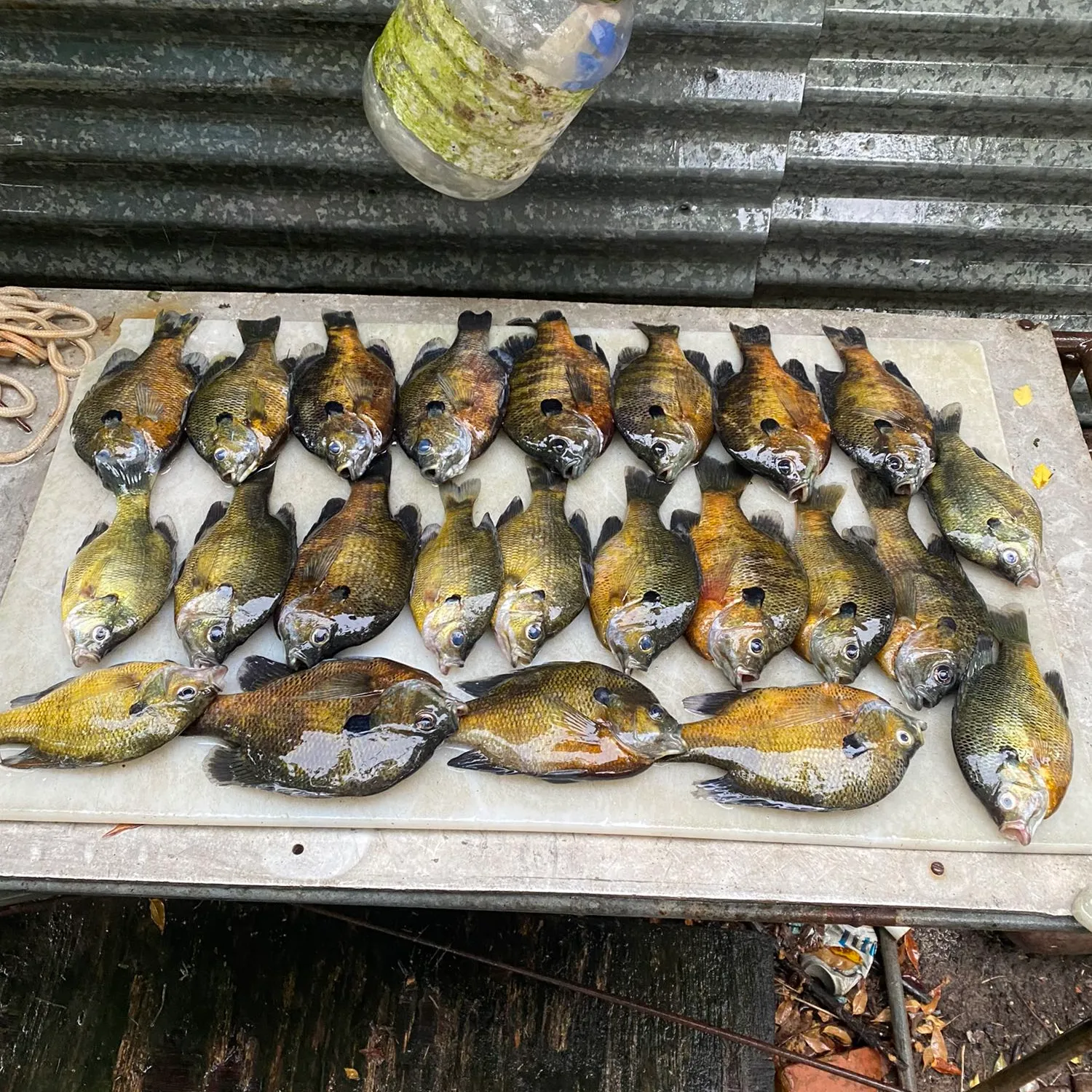 recently logged catches