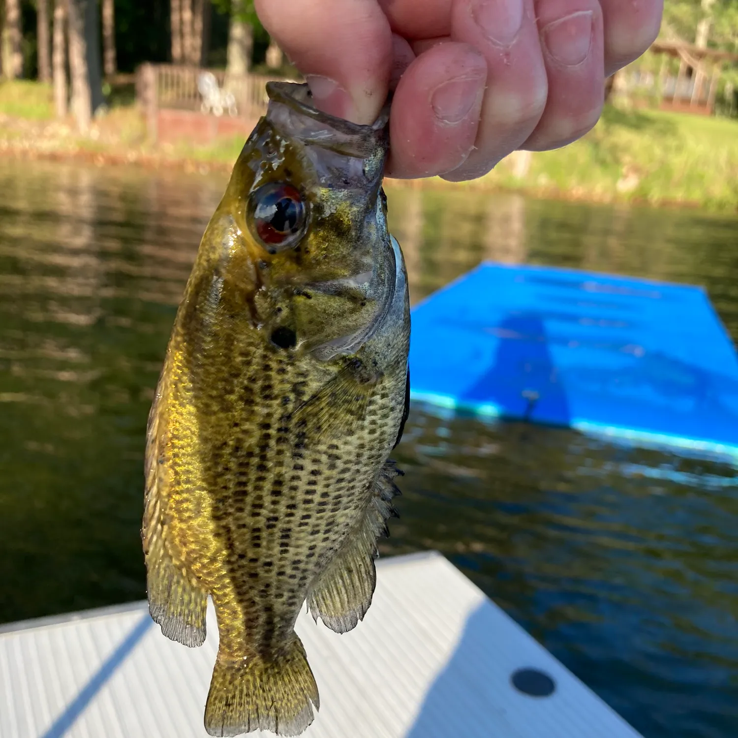 ᐅ Lake Lucerne fishing reports🎣• Iron Mountain, WI (United States) fishing