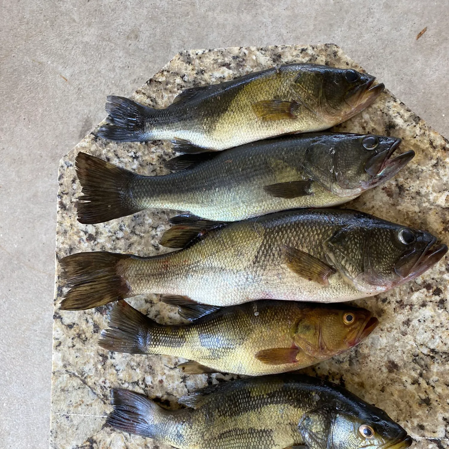 recently logged catches