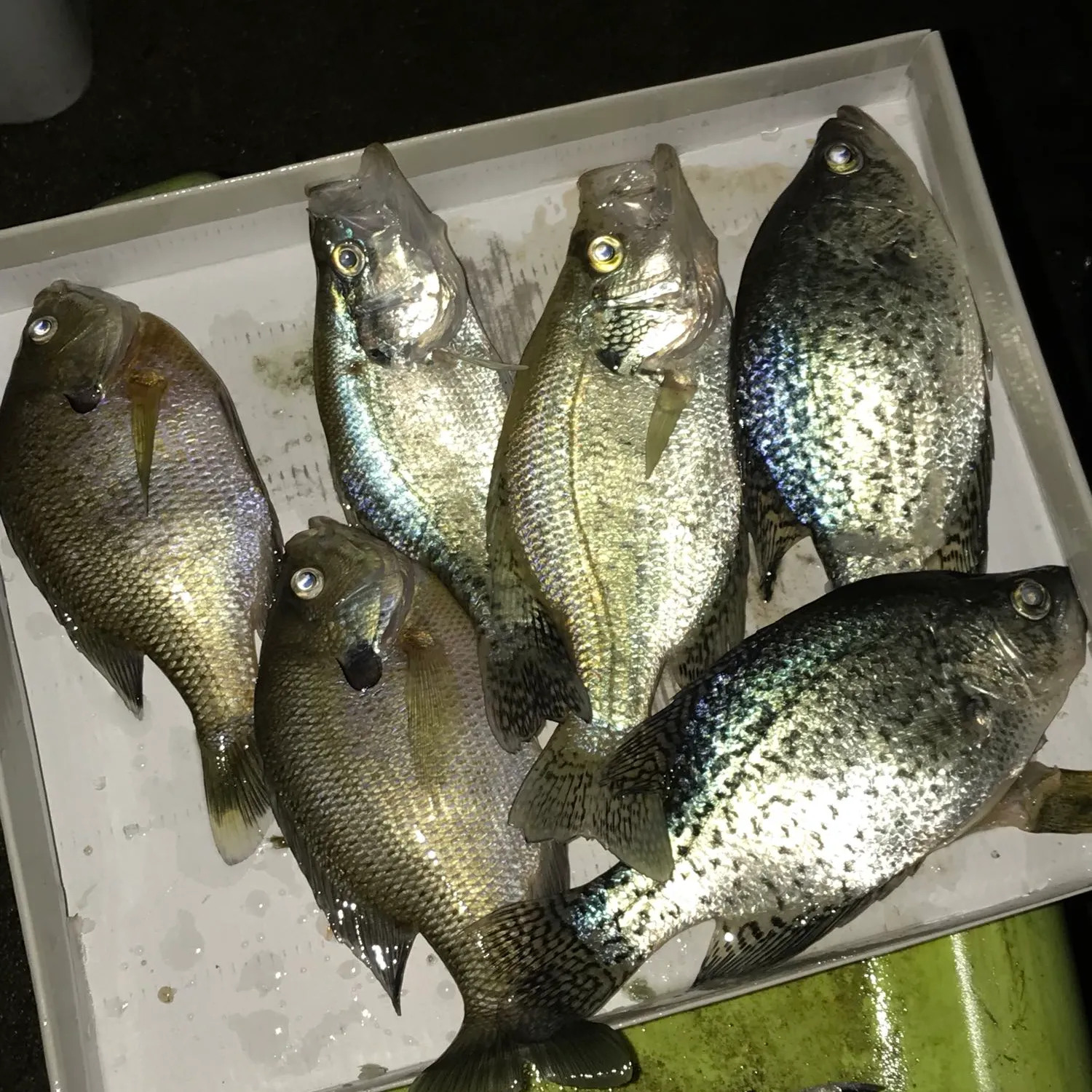 recently logged catches