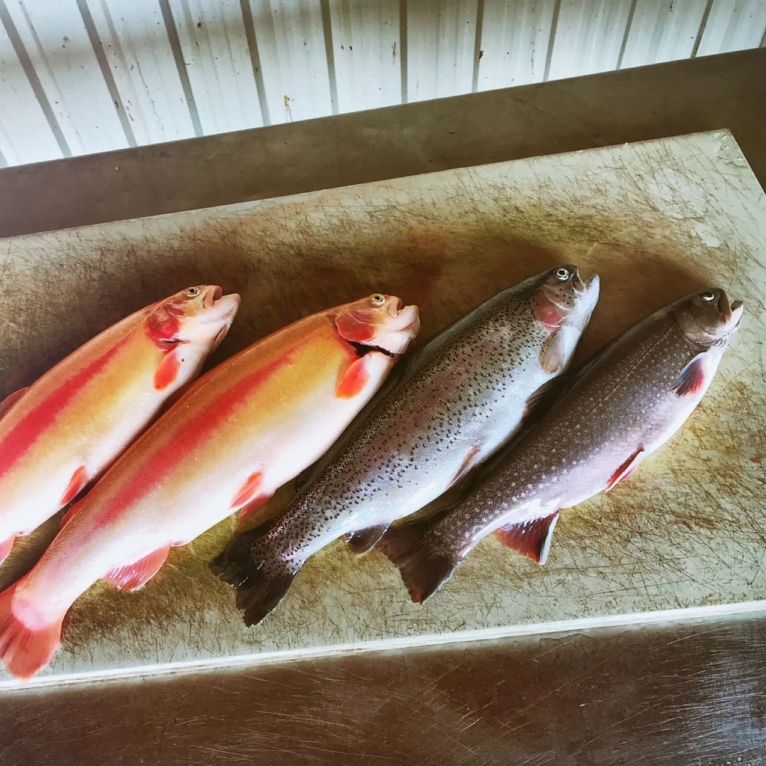 recently logged catches