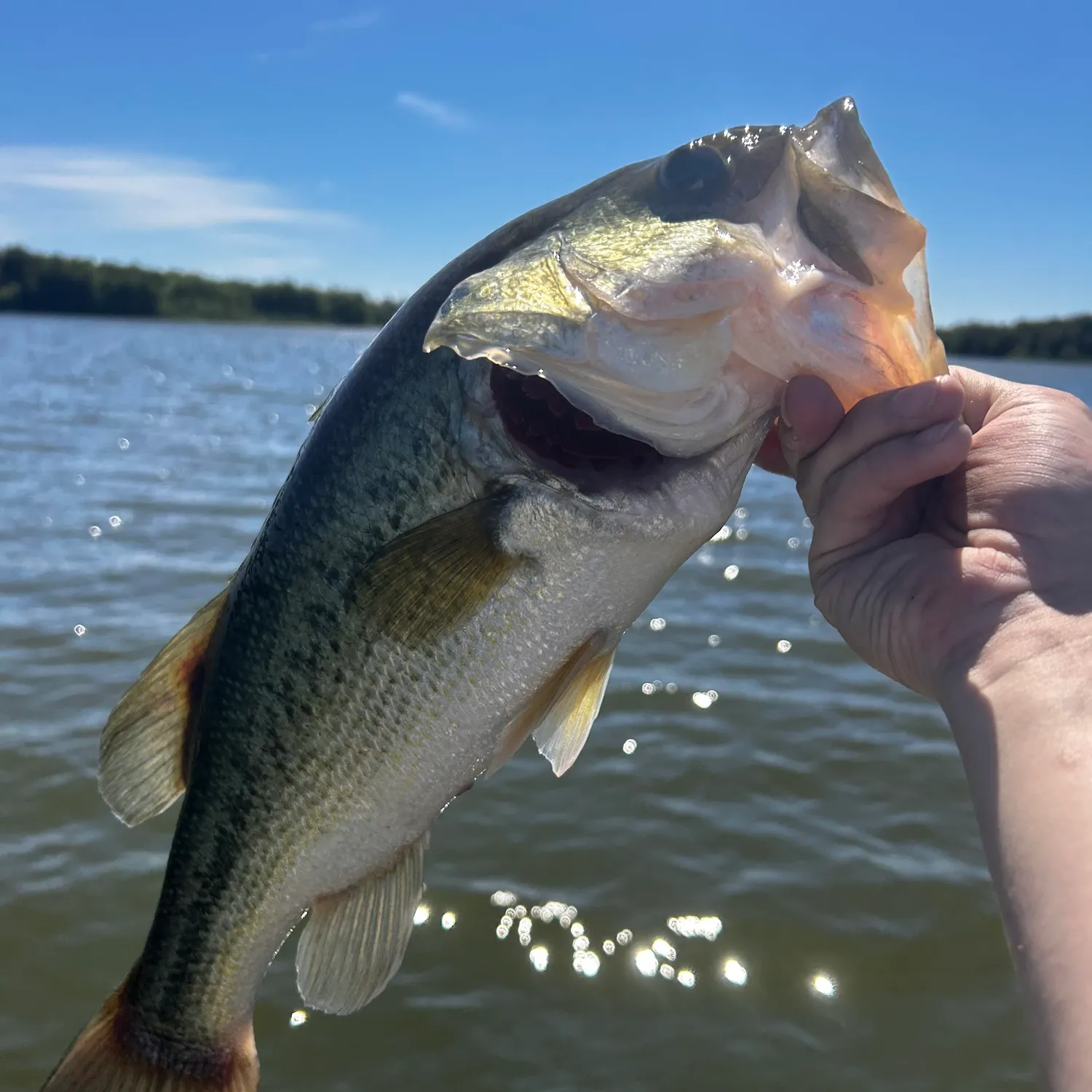 ᐅ Assunpink Lake fishing reports🎣• East Windsor, NJ (United States) fishing