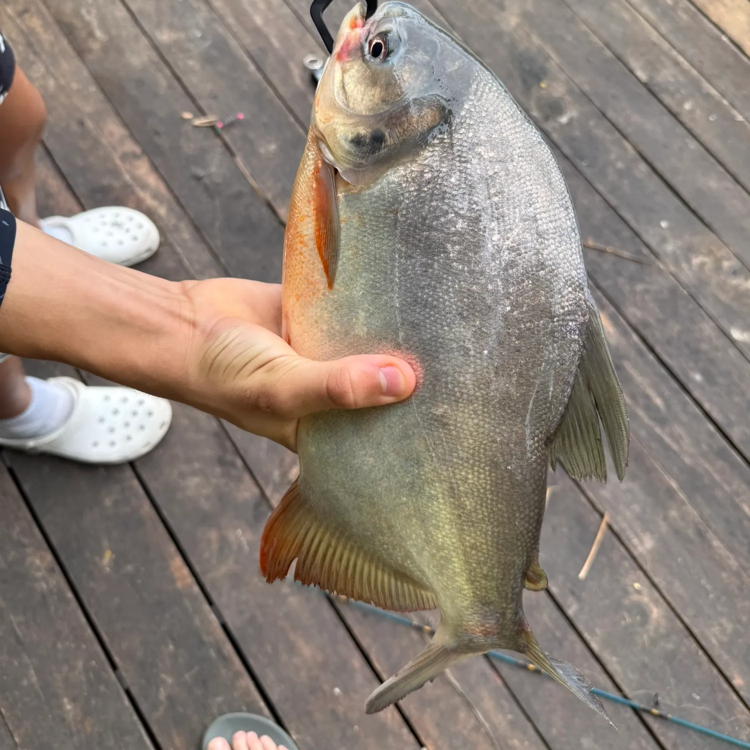 The most popular recent Red-bellied pacu catch on Fishbrain