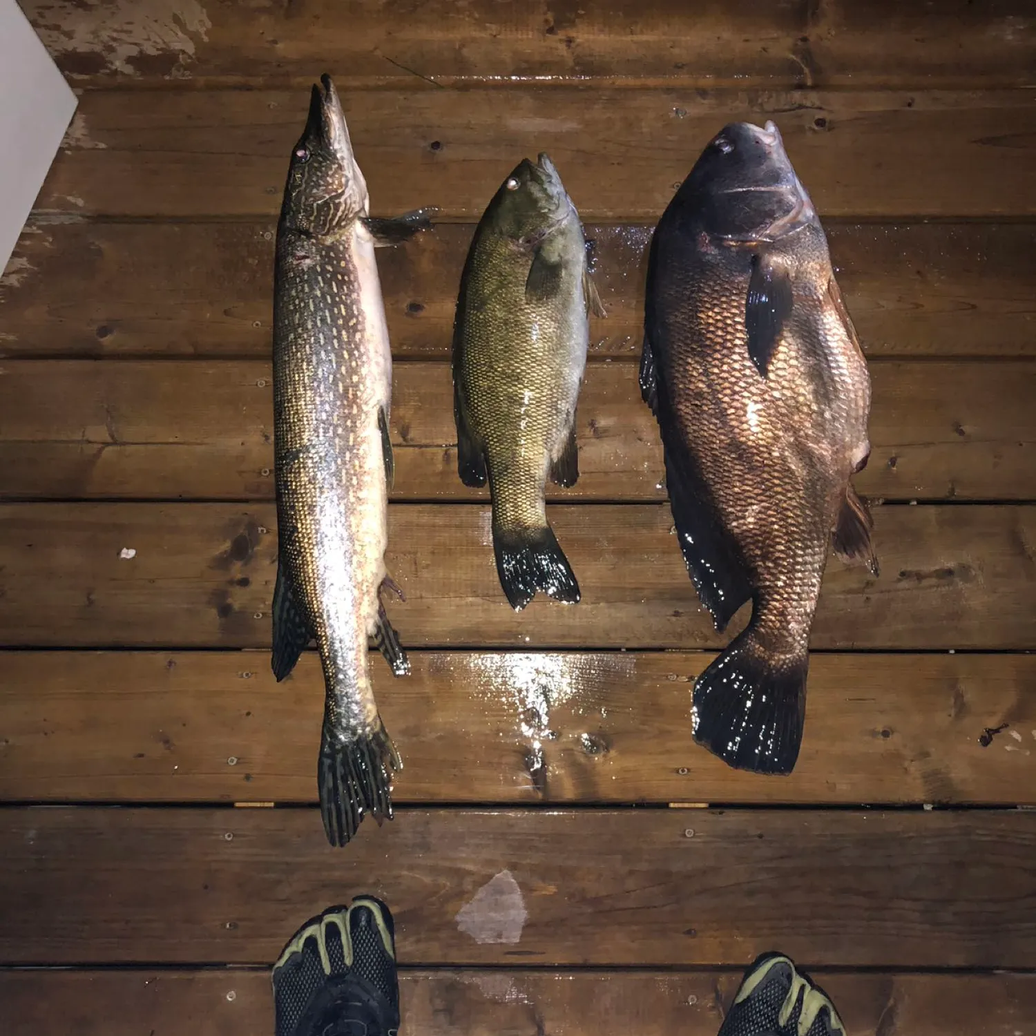 recently logged catches