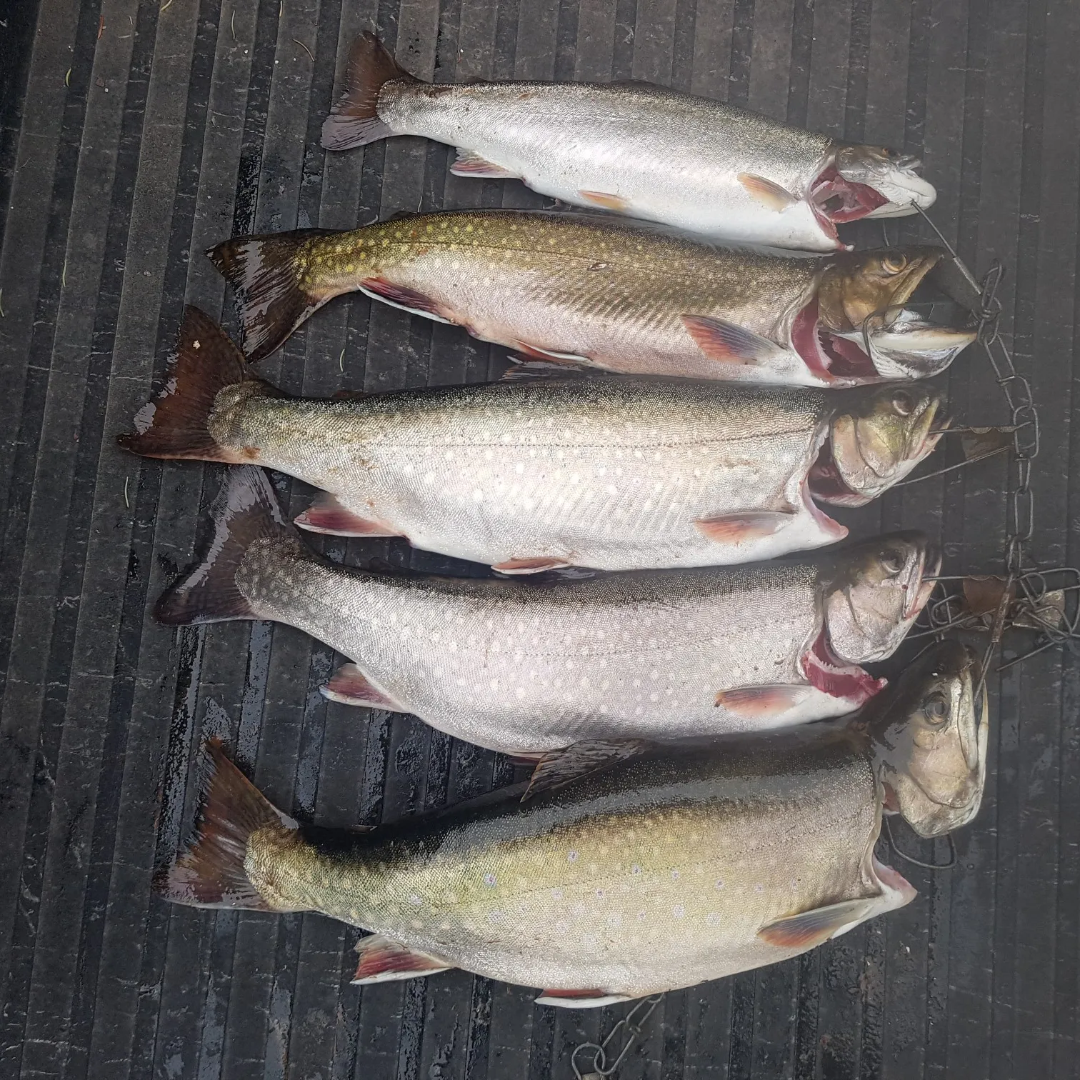 recently logged catches