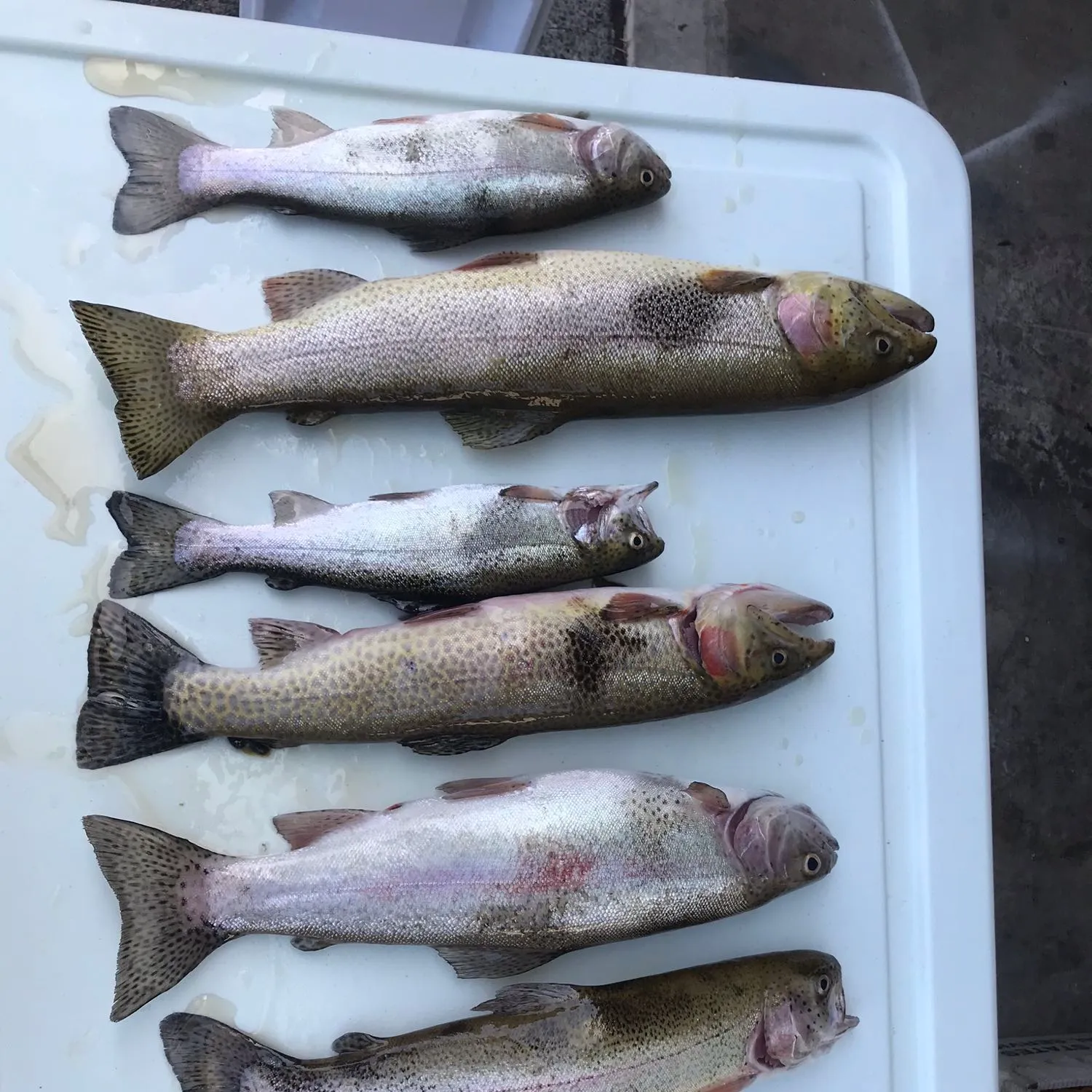 recently logged catches