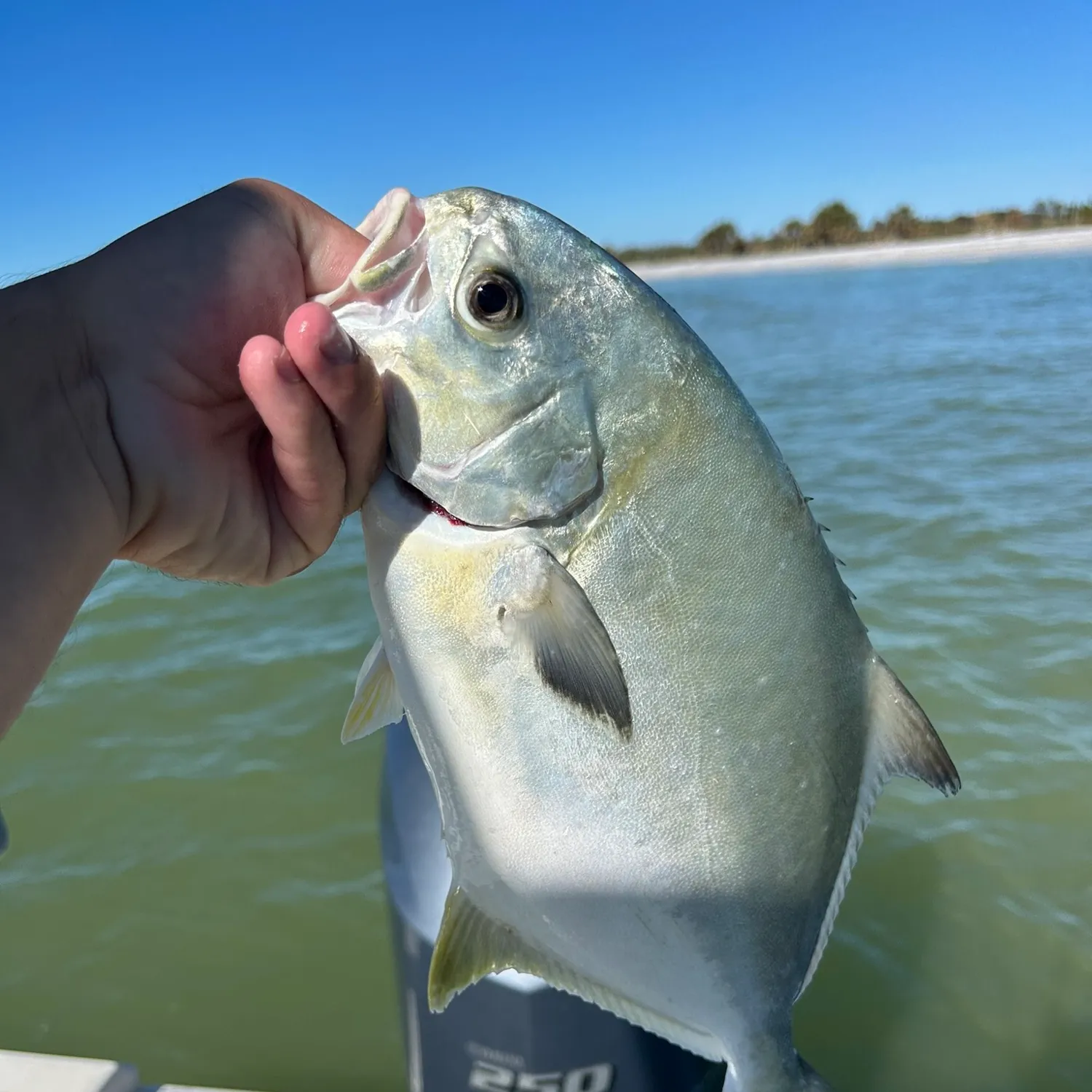 The most popular recent Florida pompano catch on Fishbrain