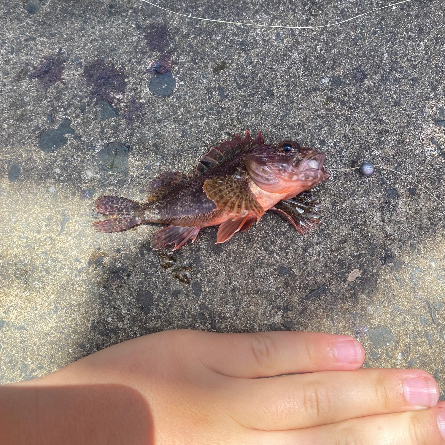 The most popular recent Small red scorpionfish catch on Fishbrain