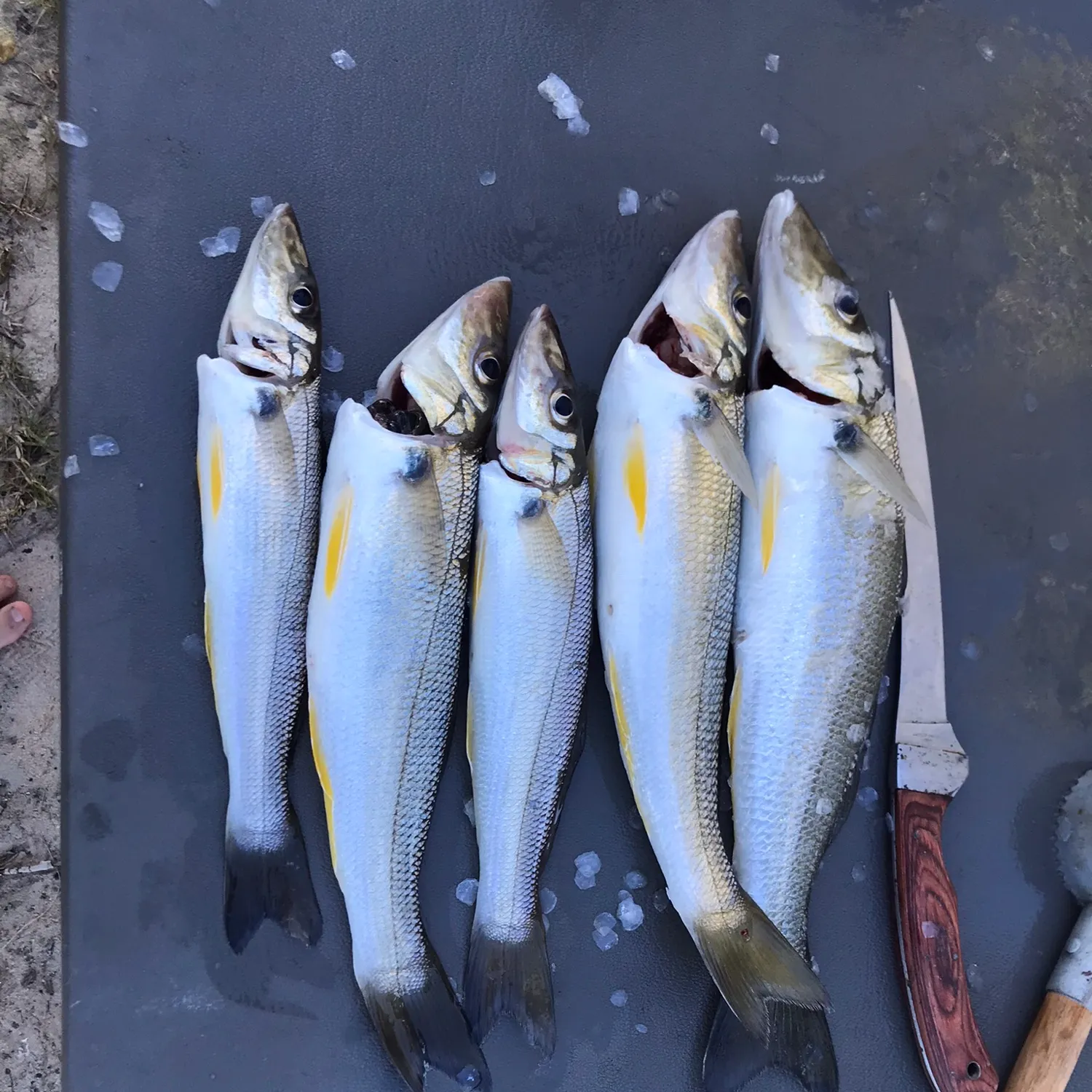 recently logged catches