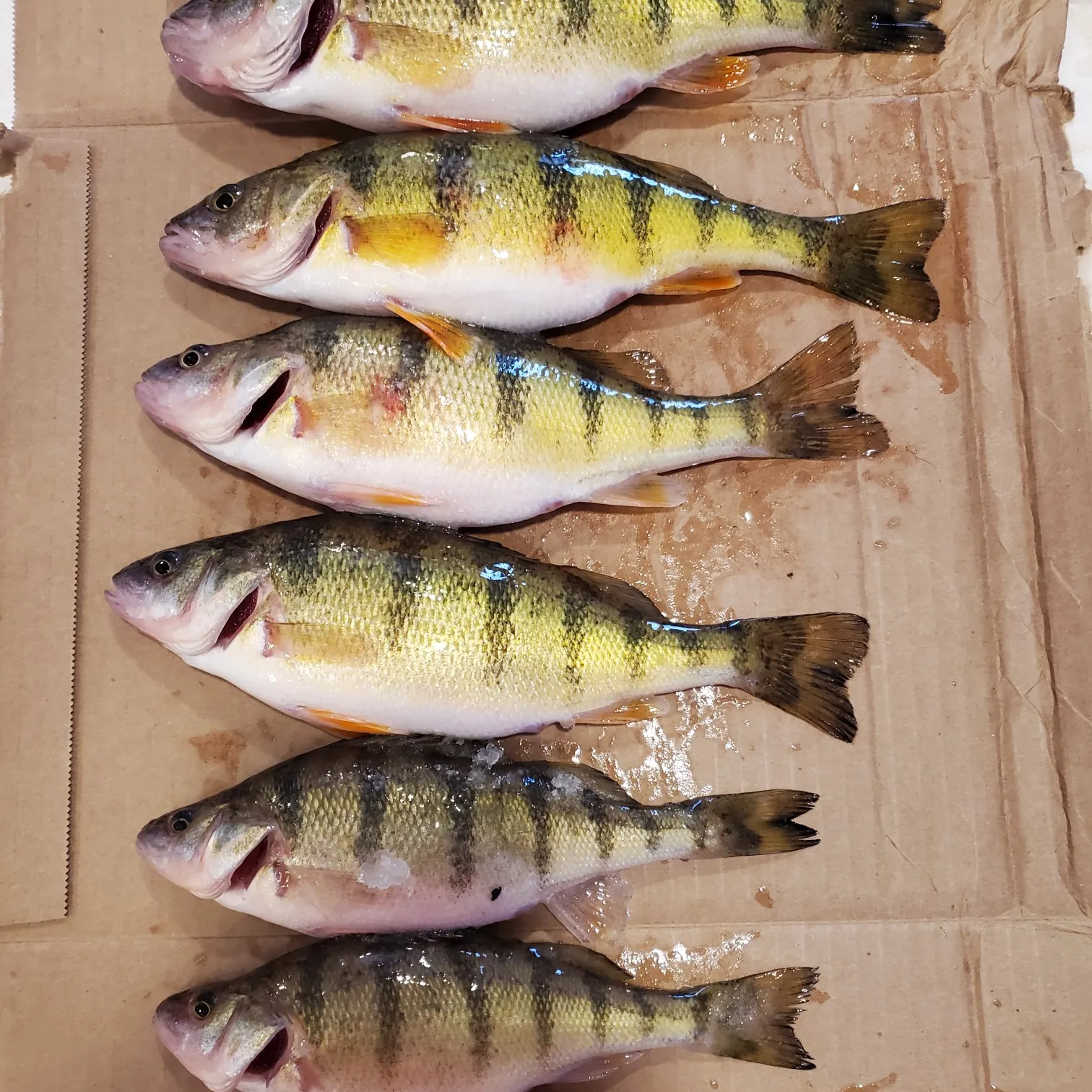 recently logged catches