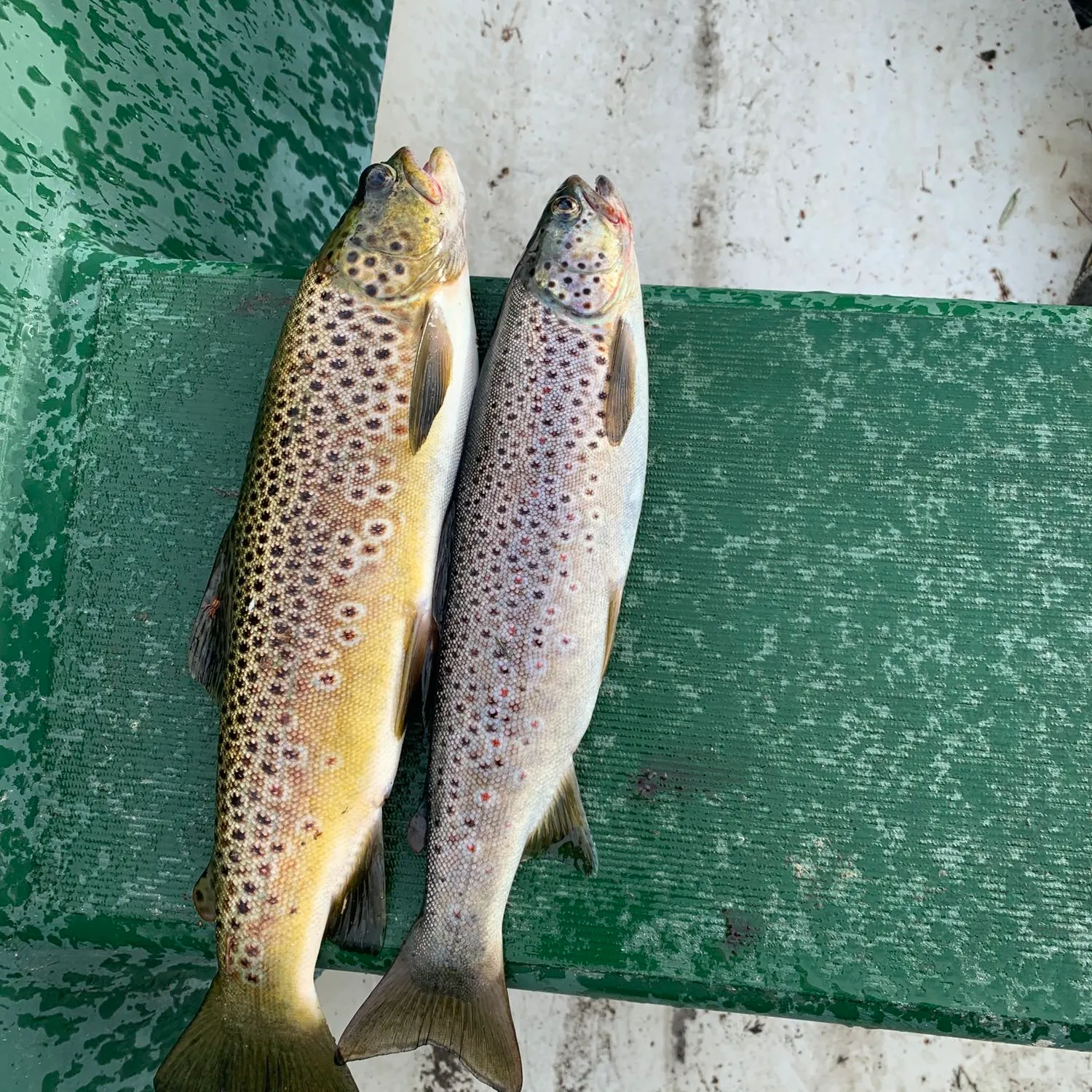 recently logged catches