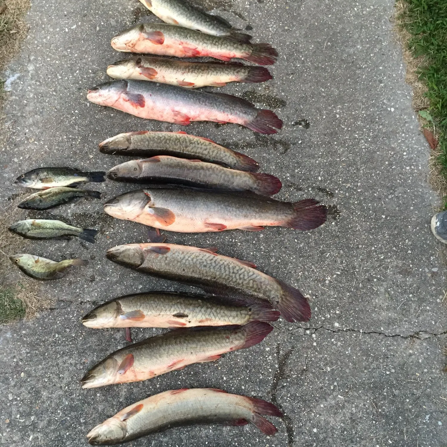 recently logged catches