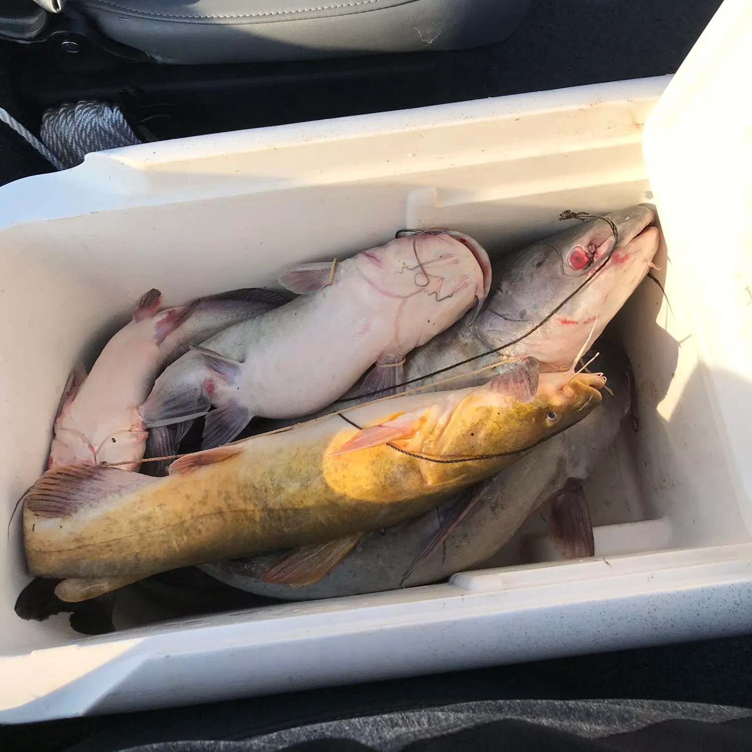 recently logged catches