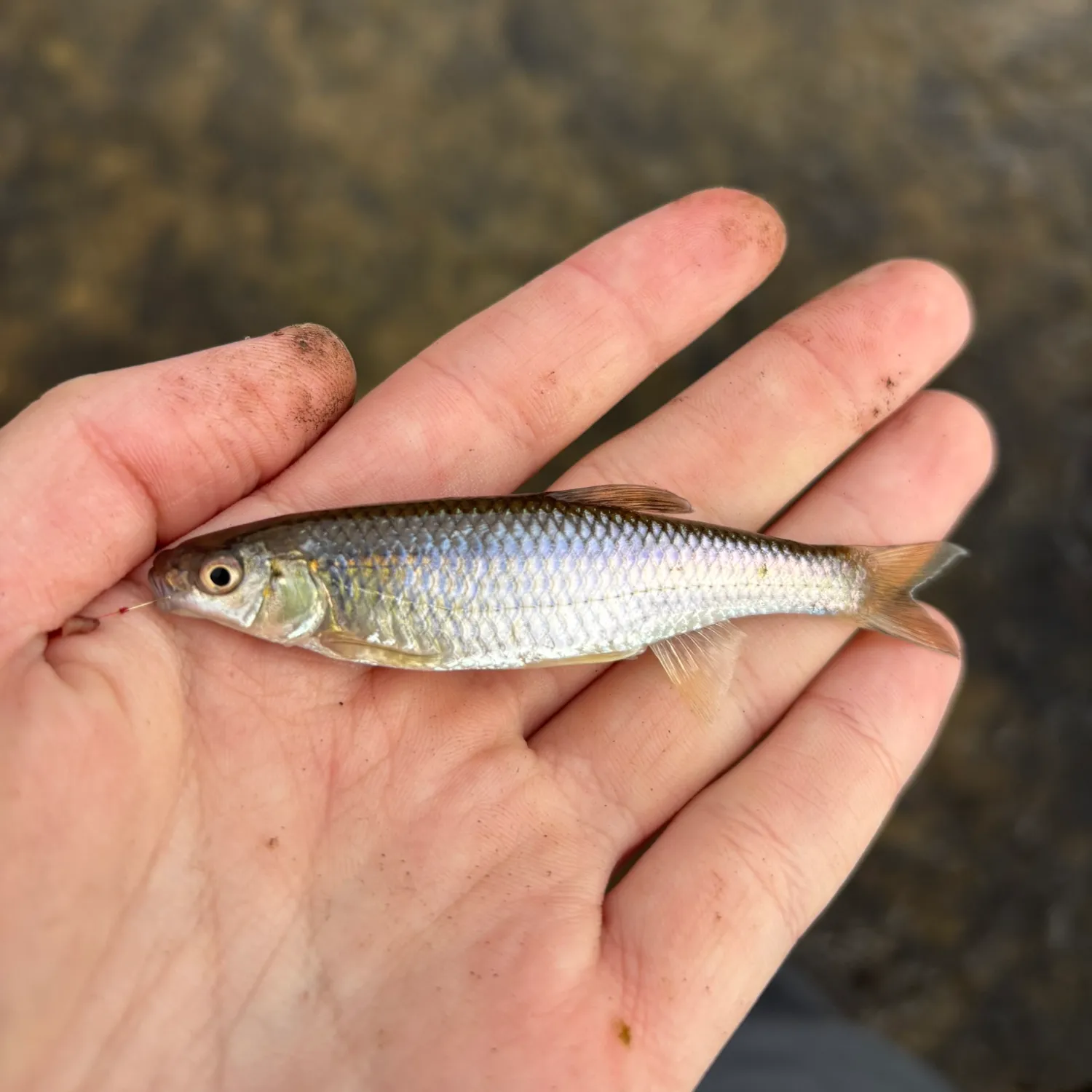 The most popular recent Spotfin shiner catch on Fishbrain