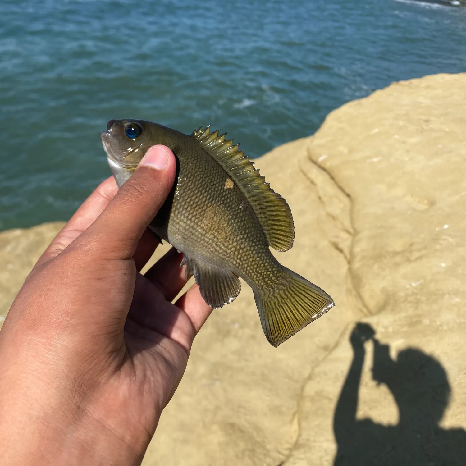 The most popular recent Brassy chub catch on Fishbrain