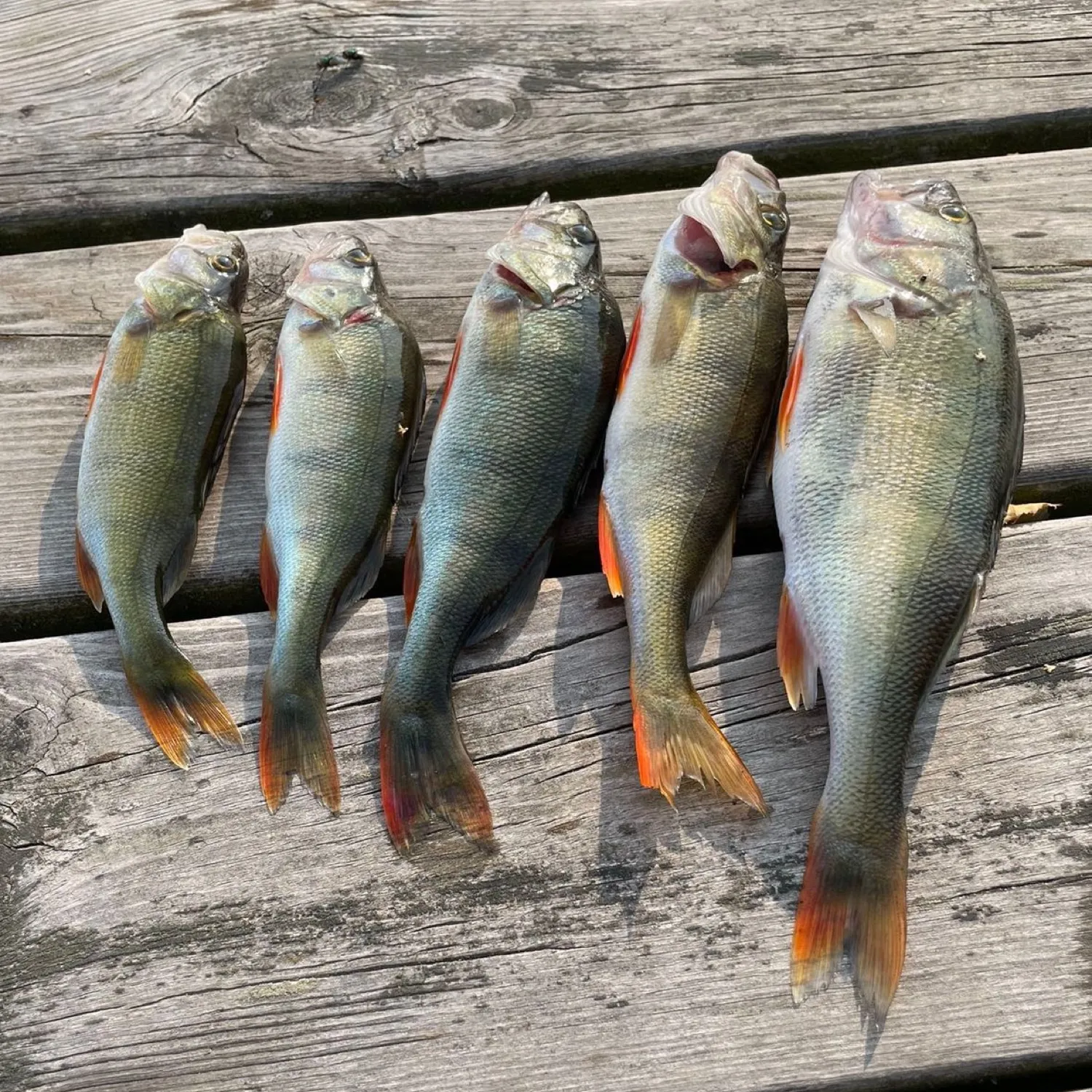 recently logged catches