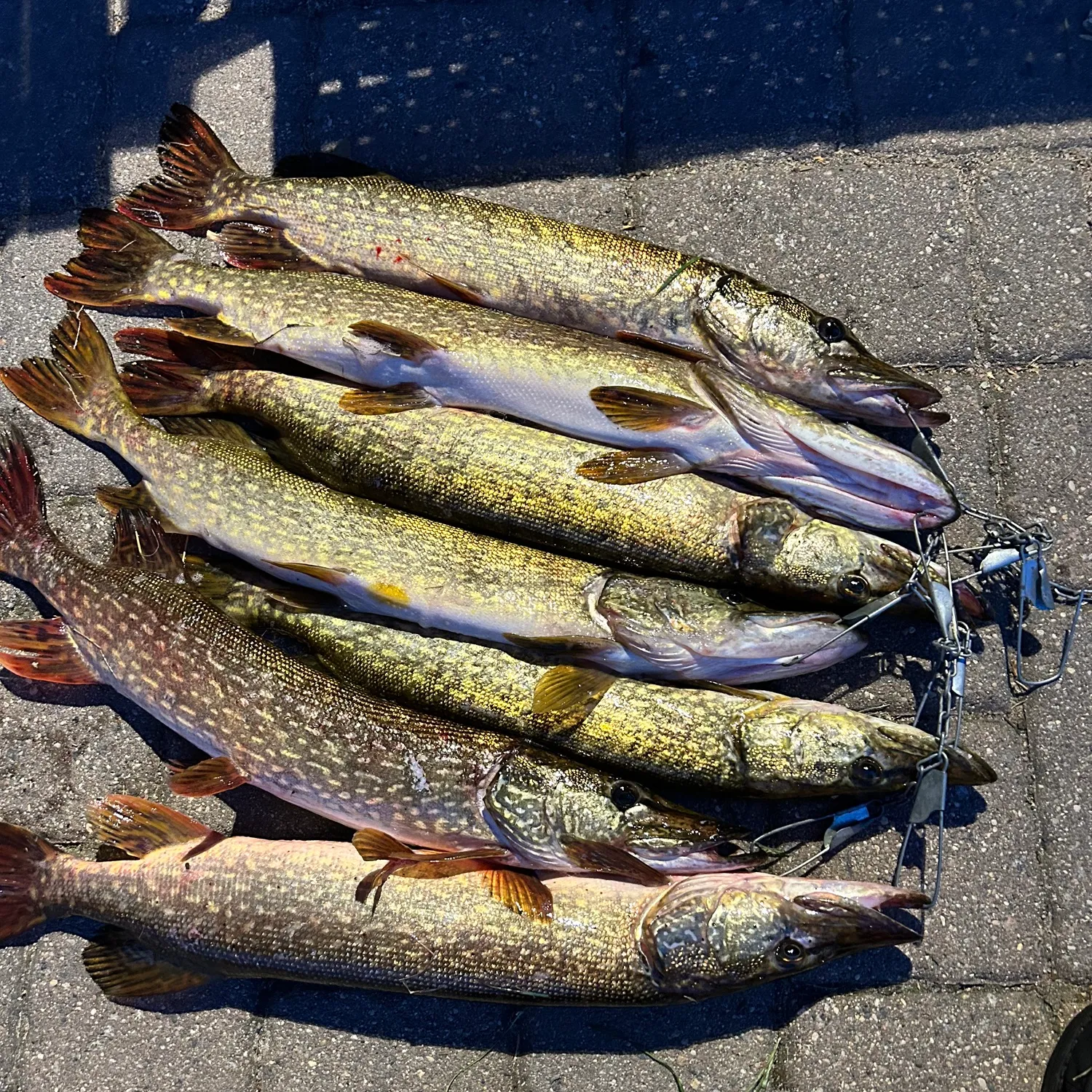 recently logged catches