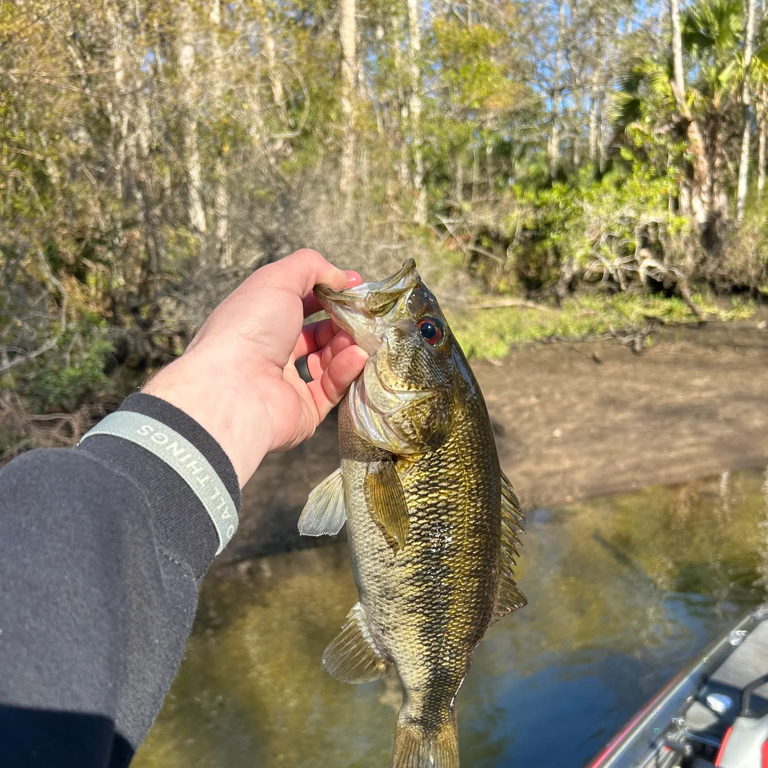 The most popular recent Suwannee bass catch on Fishbrain