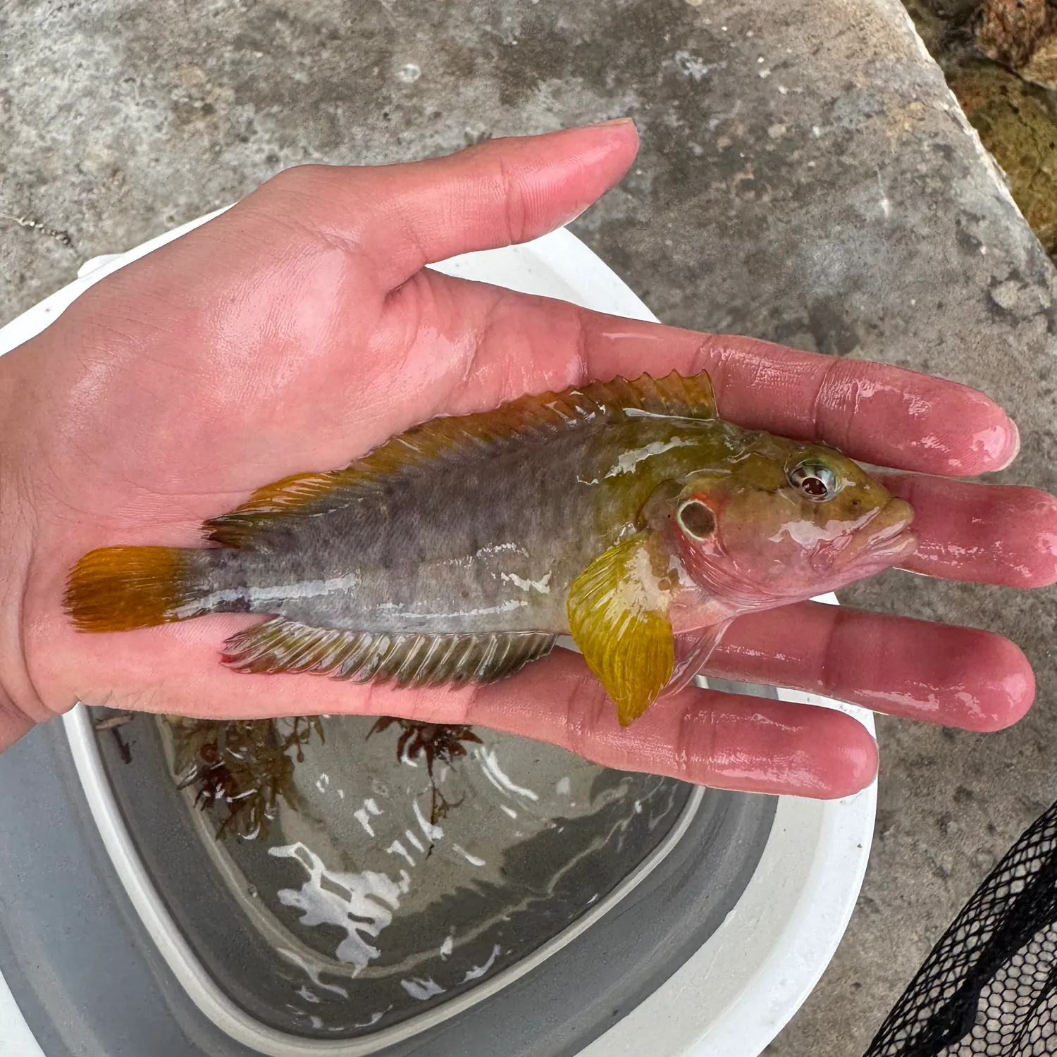 The most popular recent Hairy blenny catch on Fishbrain