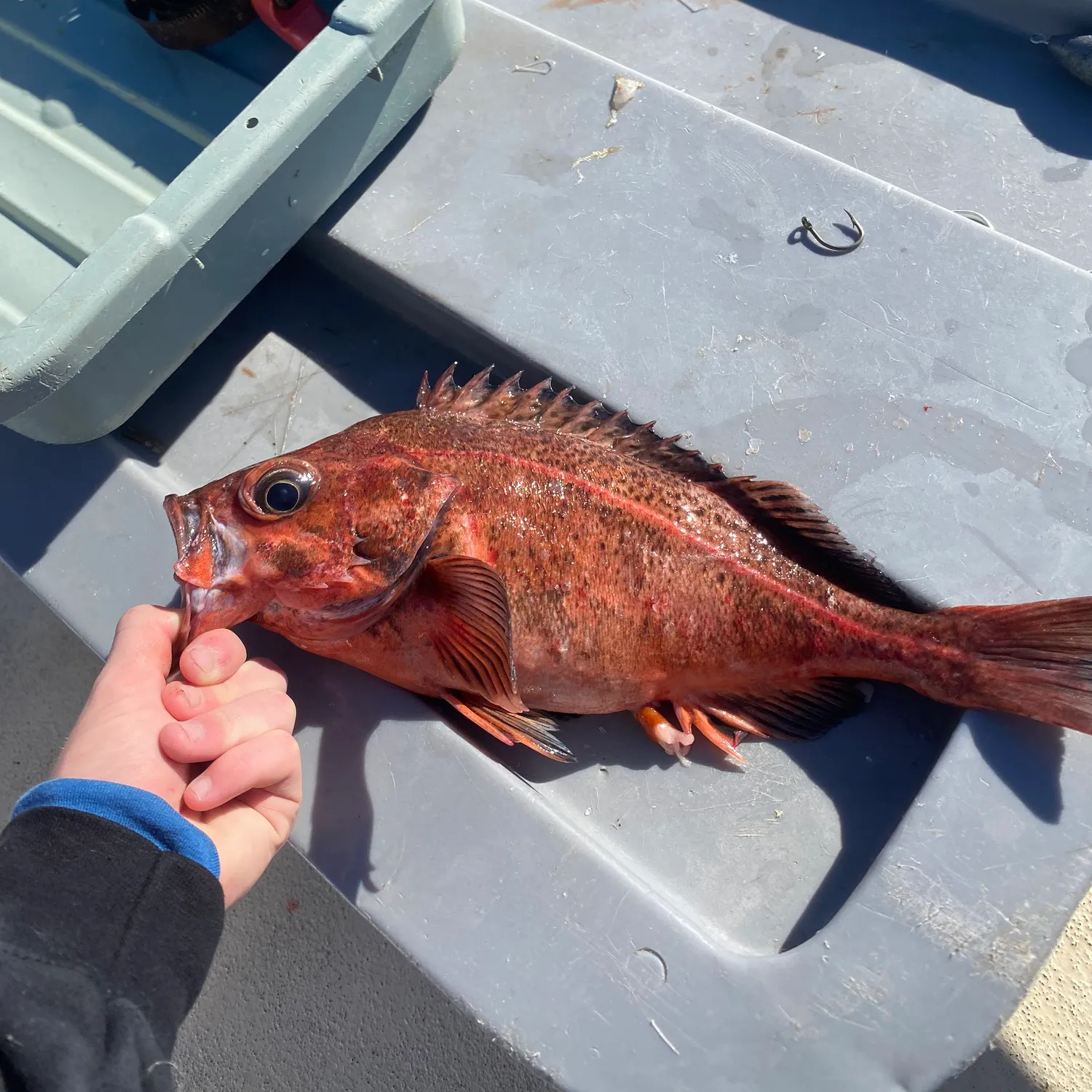 The most popular recent Mexican rockfish catch on Fishbrain