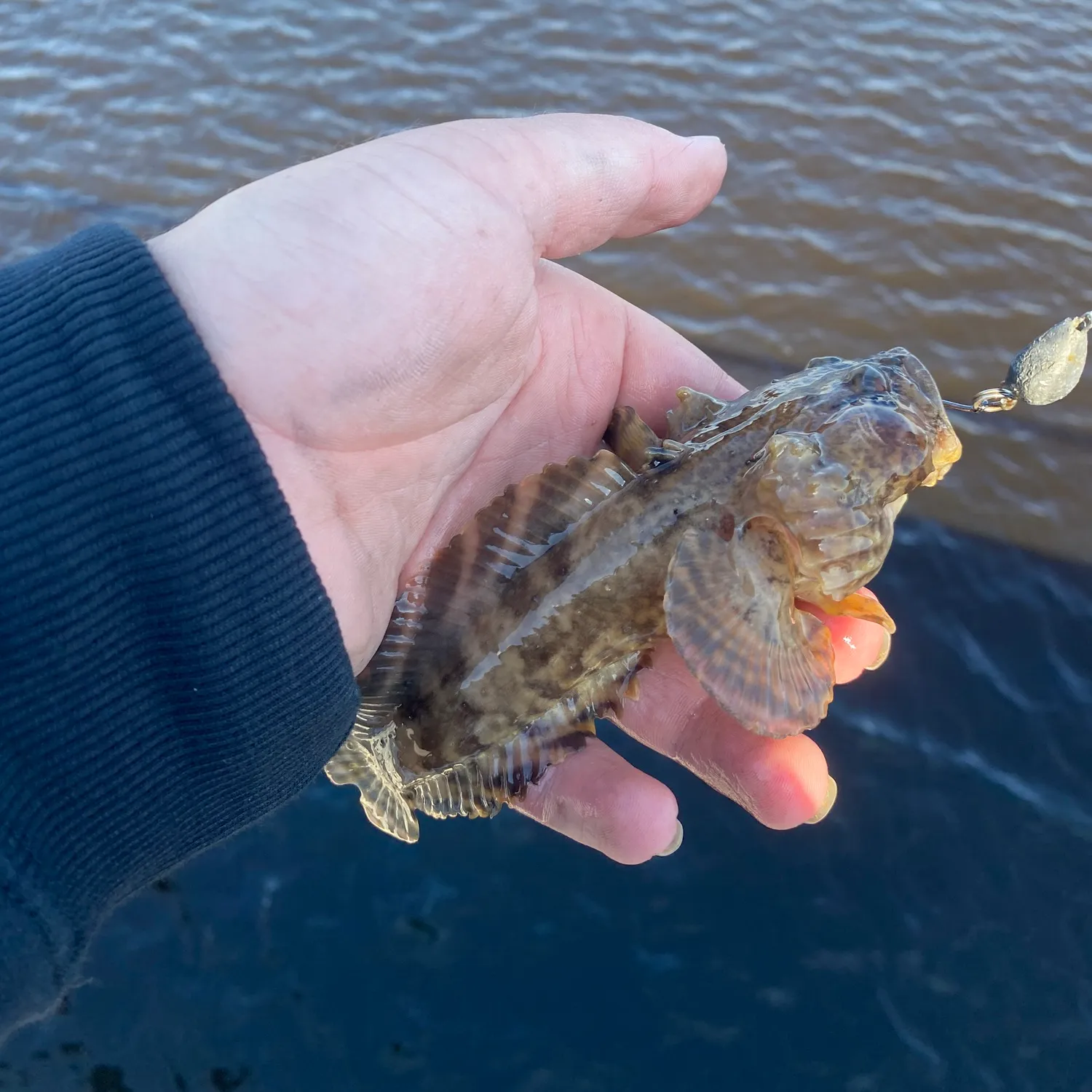 The most popular recent Oyster toadfish catch on Fishbrain